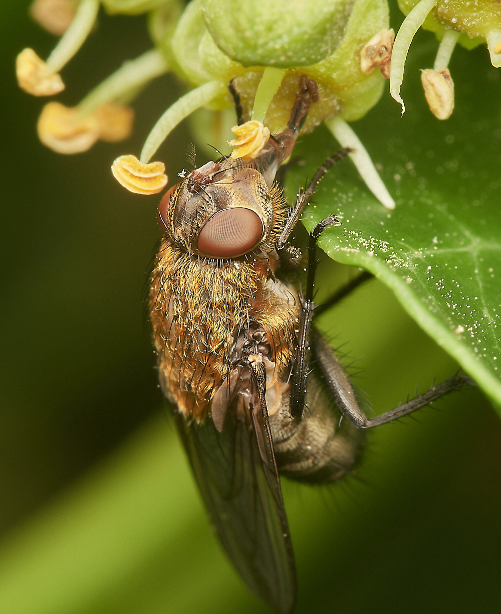 HanworthFlySp081023-3-NEF_DxO_DeepPRIMEXD