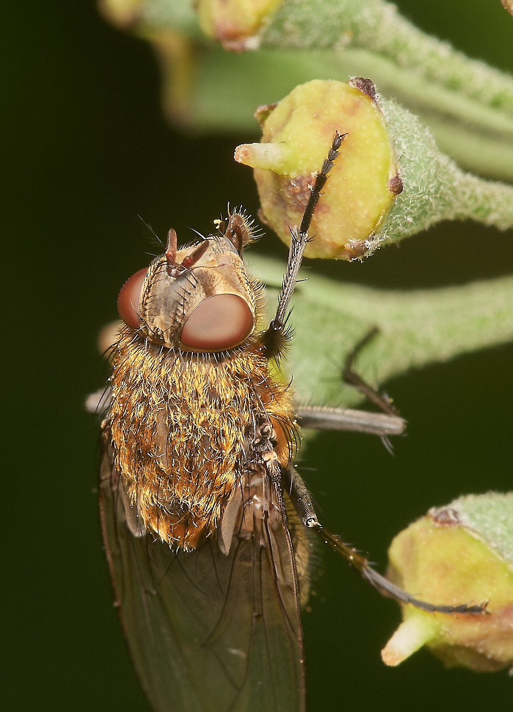 HanworthFlySp081023-4-NEF_DxO_DeepPRIMEXD