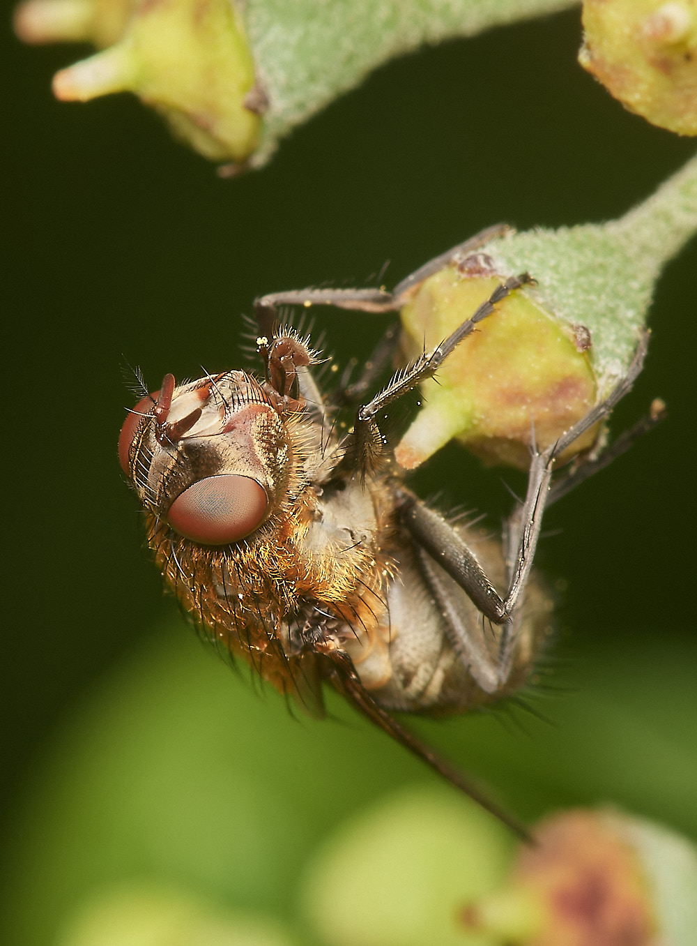 HanworthFlySp081023-5-NEF_DxO_DeepPRIMEXD