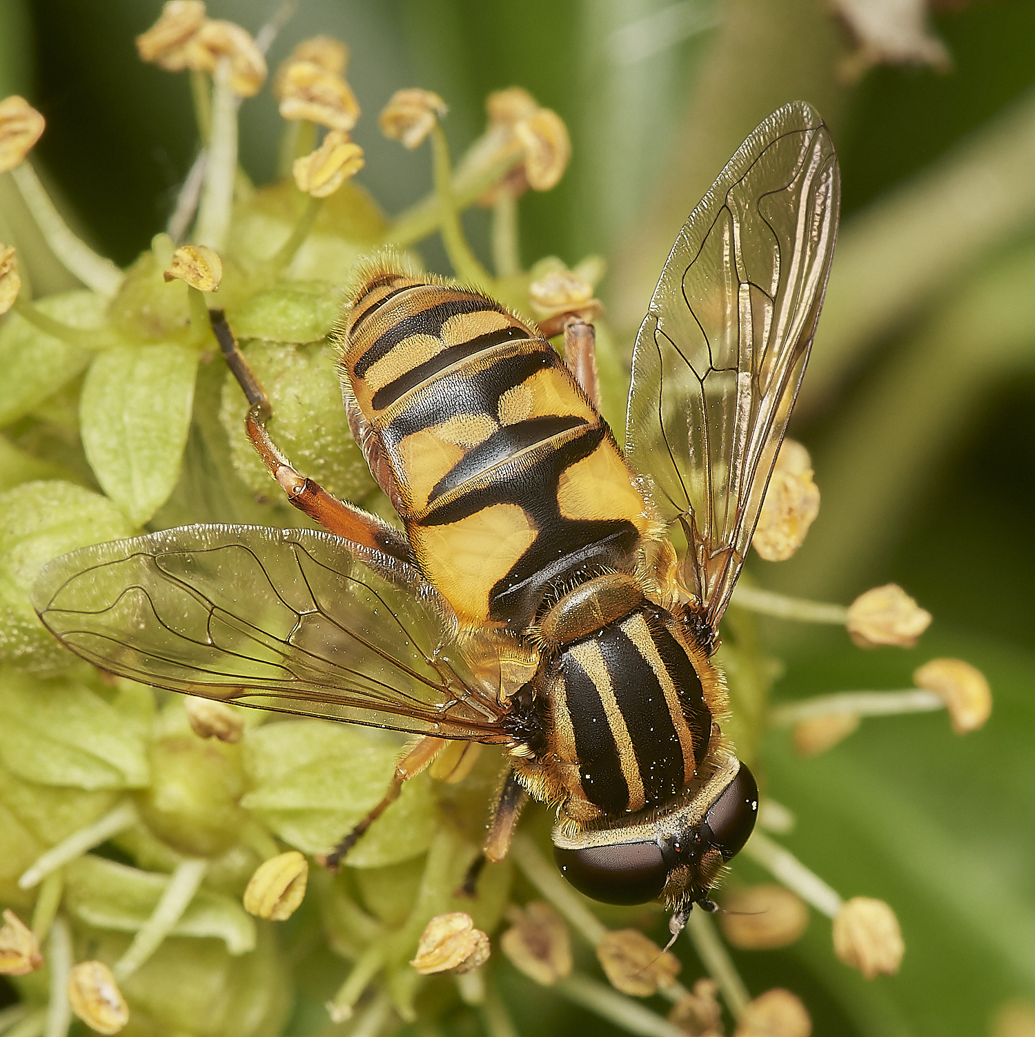 HanworthHelophilusSp081023-1-NEF_DxO_DeepPRIMEXD