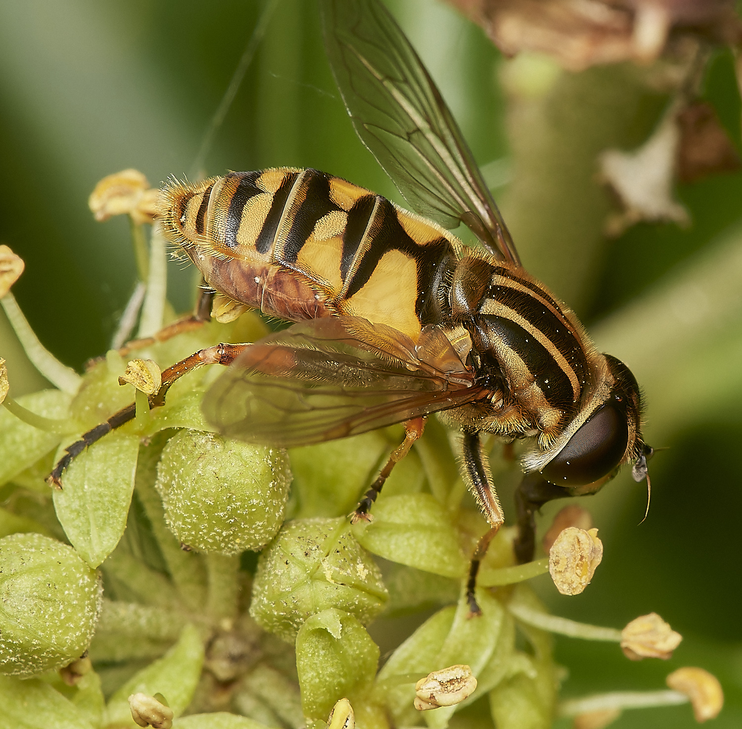 HanworthHelophilusSp081023-3-NEF_DxO_DeepPRIMEXD
