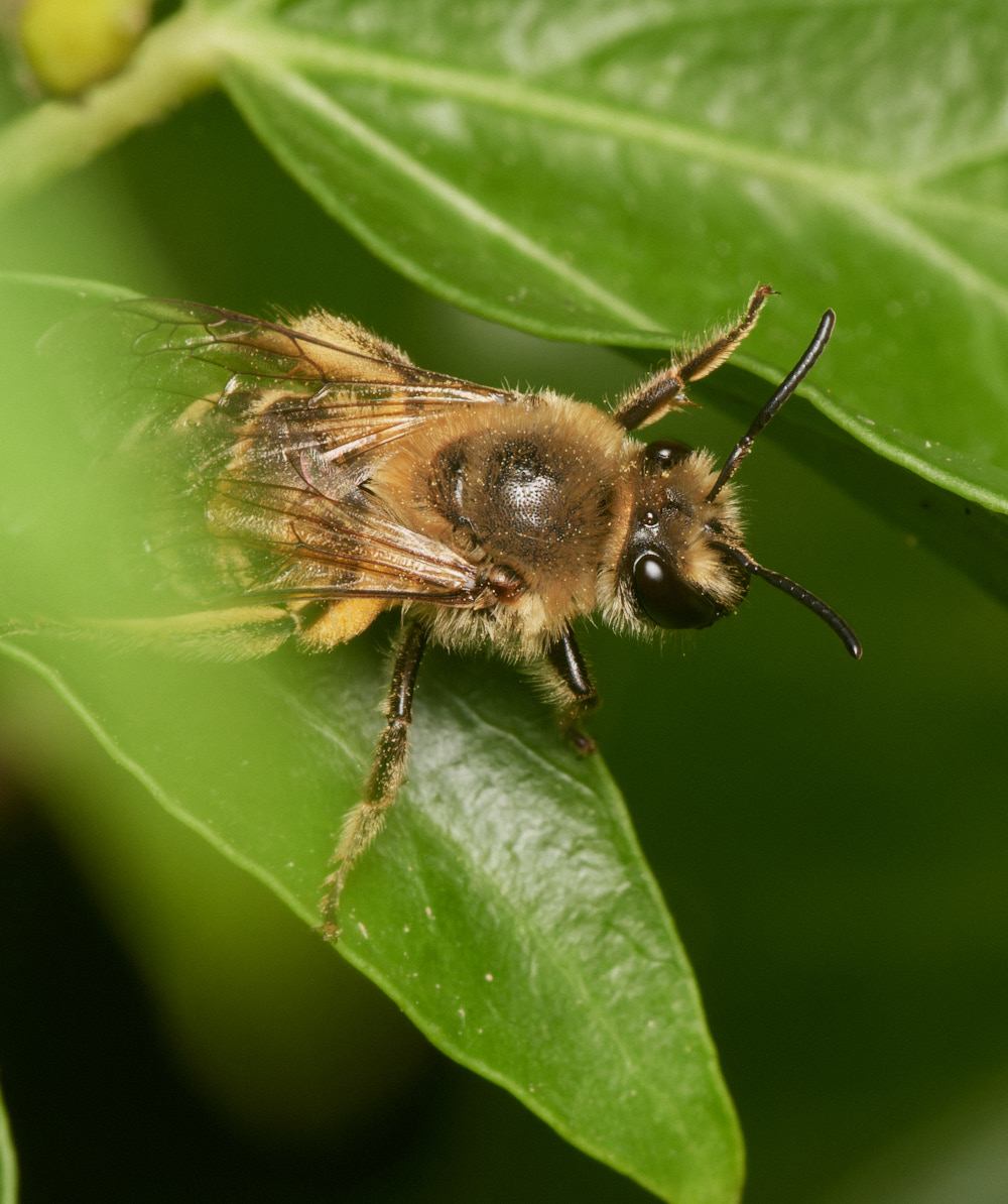 HanworthIvyBee081023-1-NEF_DxO_DeepPRIMEXD