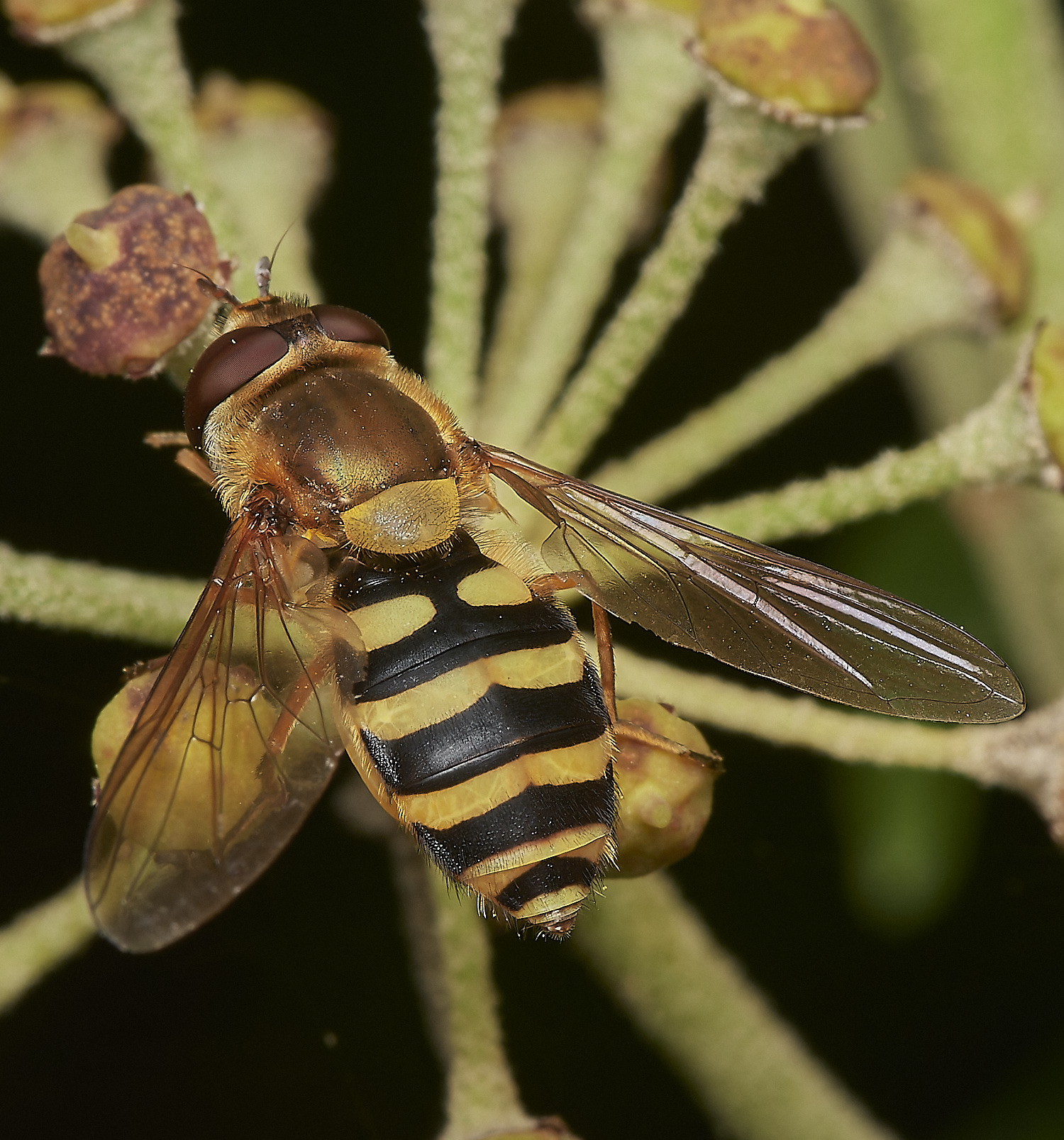 HanworthSyrphusSp081023-1-NEF_DxO_DeepPRIMEXD