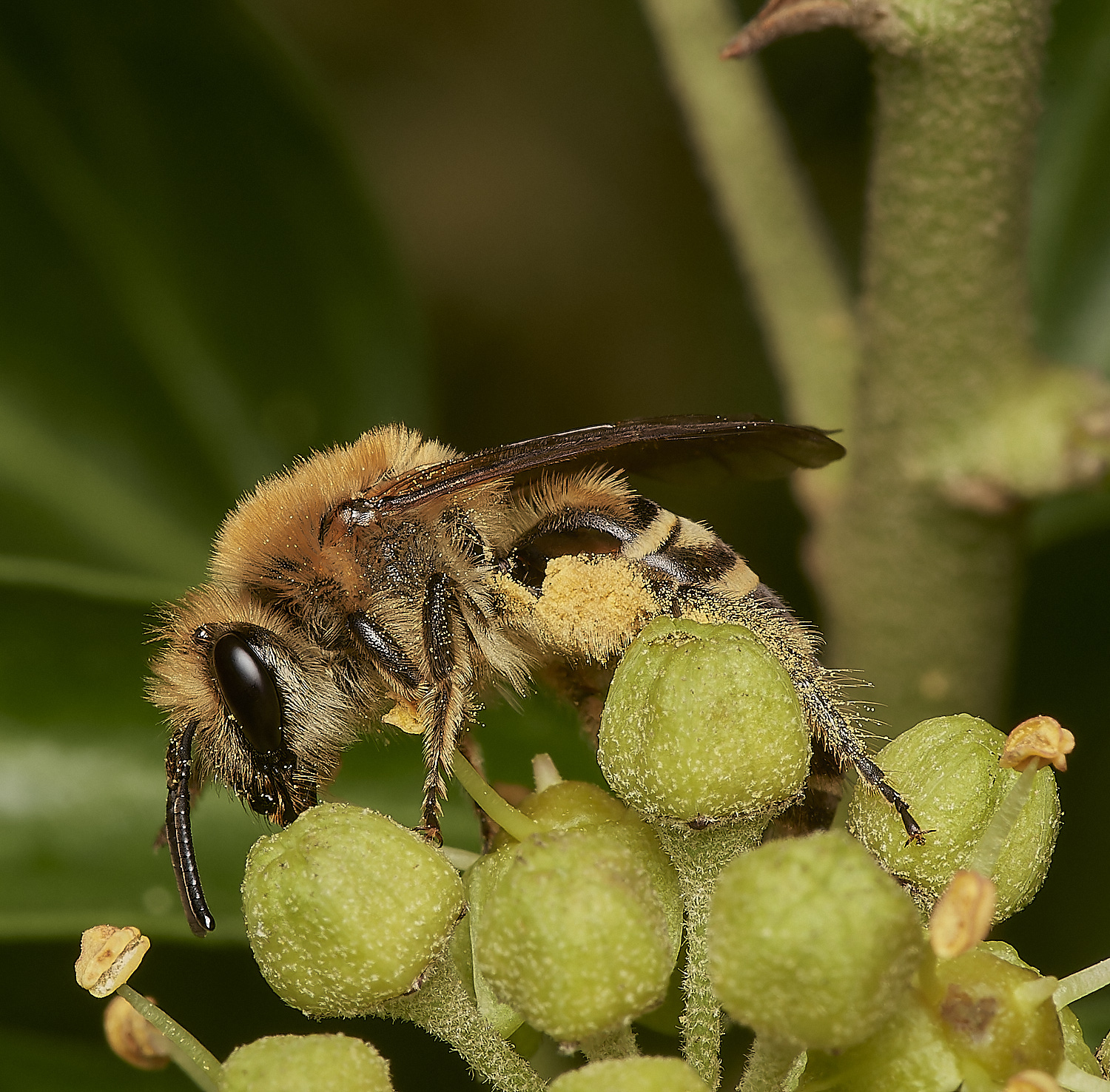 HanworthSyrphusSp081023-3-NEF_DxO_DeepPRIMEXD 2