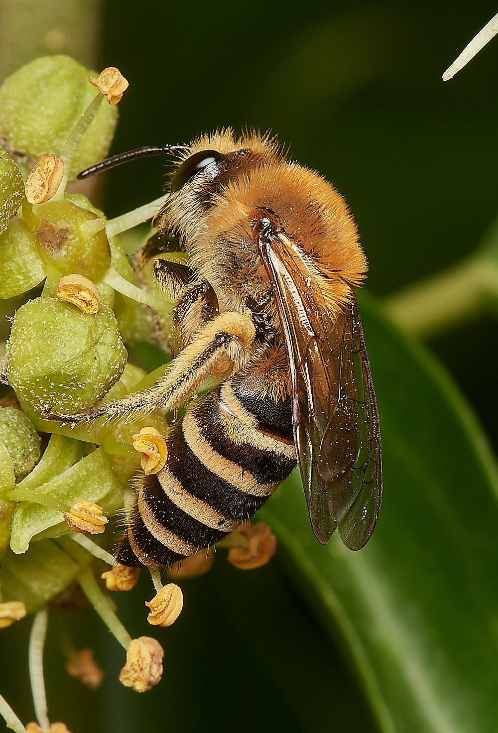 HanworthSyrphusSp081023-4-NEF_DxO_DeepPRIMEXD