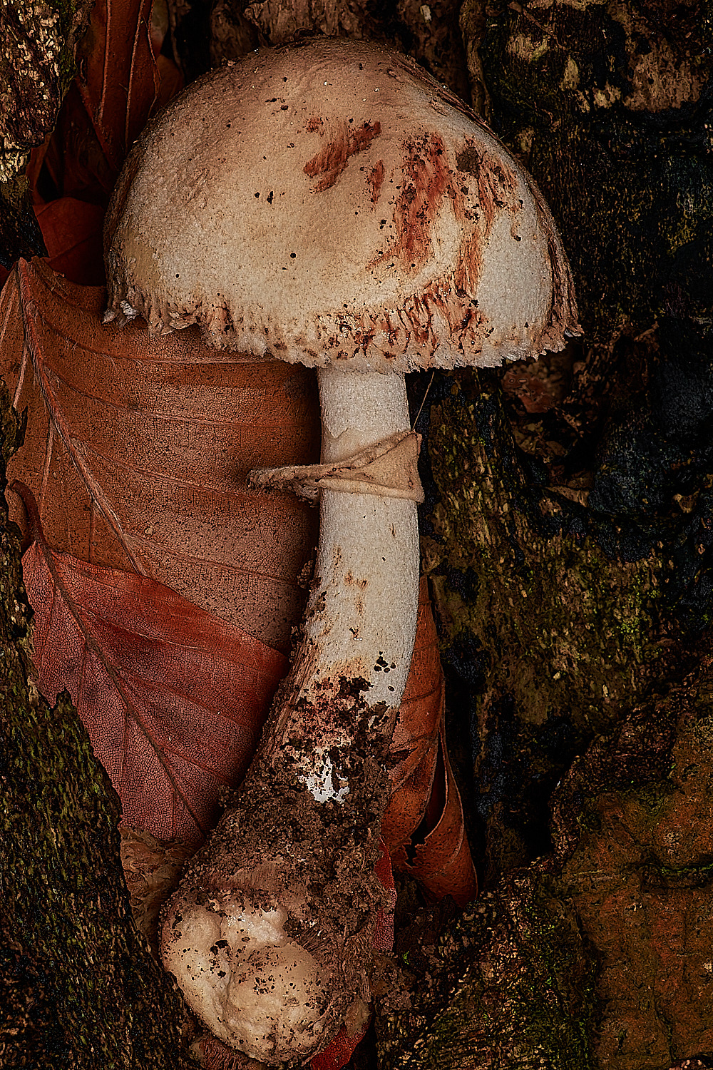 Holkhambadhamii181123-1-NEF_DxO_DeepPRIMEXD