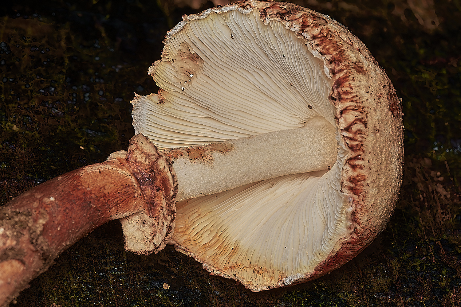 Holkhambadhamii181123-2-NEF_DxO_DeepPRIMEXD