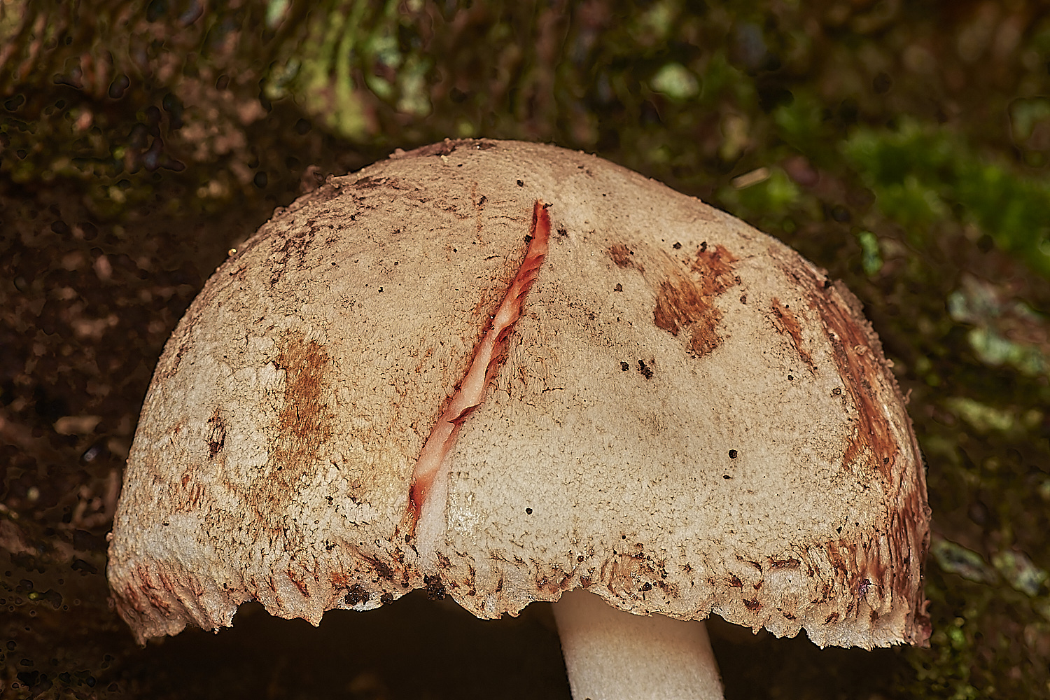 Holkhambadhamii181123-3-NEF_DxO_DeepPRIMEXD