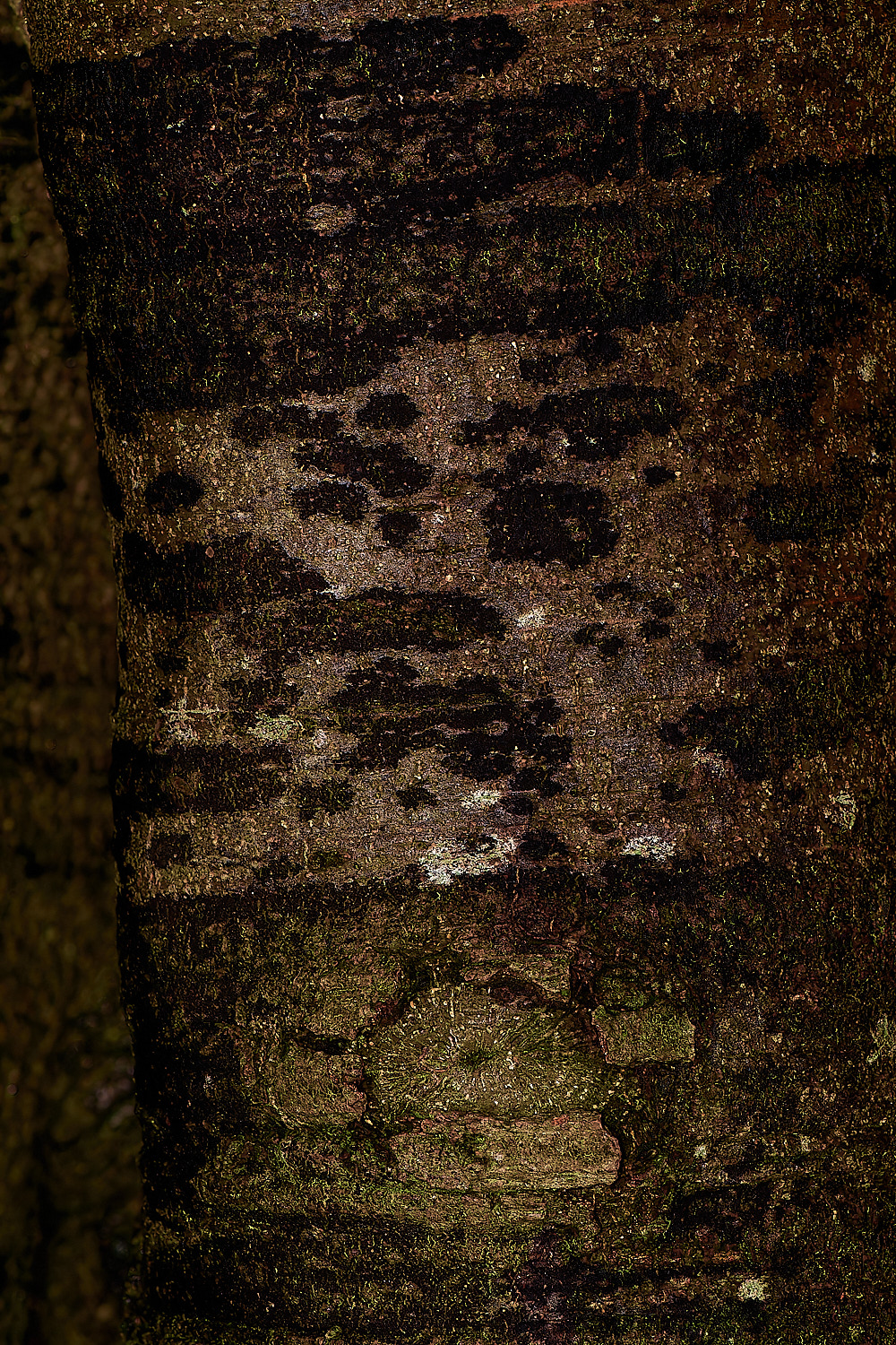 HolkhamBlackBeech181123-2-NEF_DxO_DeepPRIMEXD