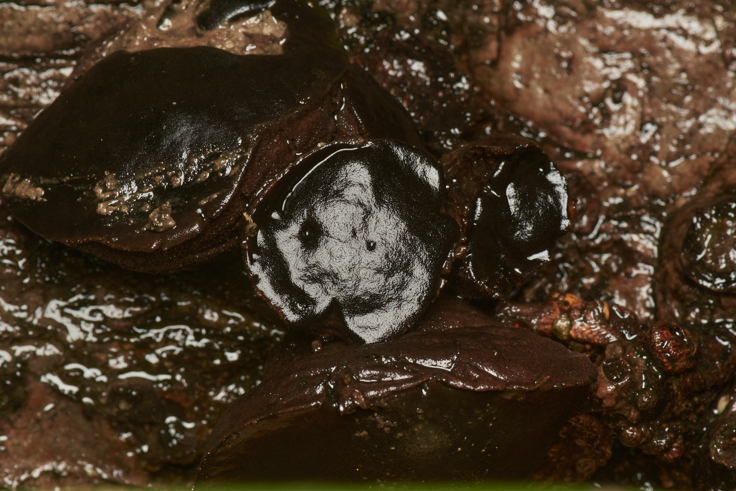 HolkhamBlackBulgar181123-1-NEF_DxO_DeepPRIMEXD