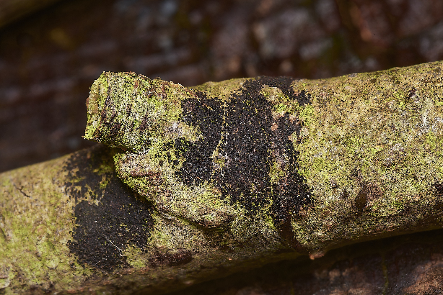 HolkhamBlackonBeech181123-1-NEF_DxO_DeepPRIMEXD