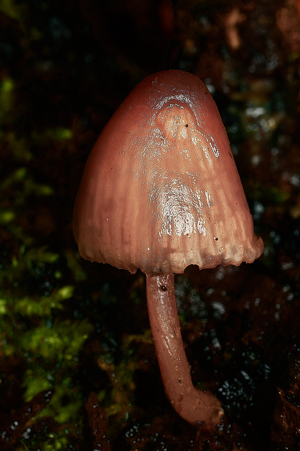 HolkhamBleedingBonnet181123-1-NEF_DxO_DeepPRIMEXD