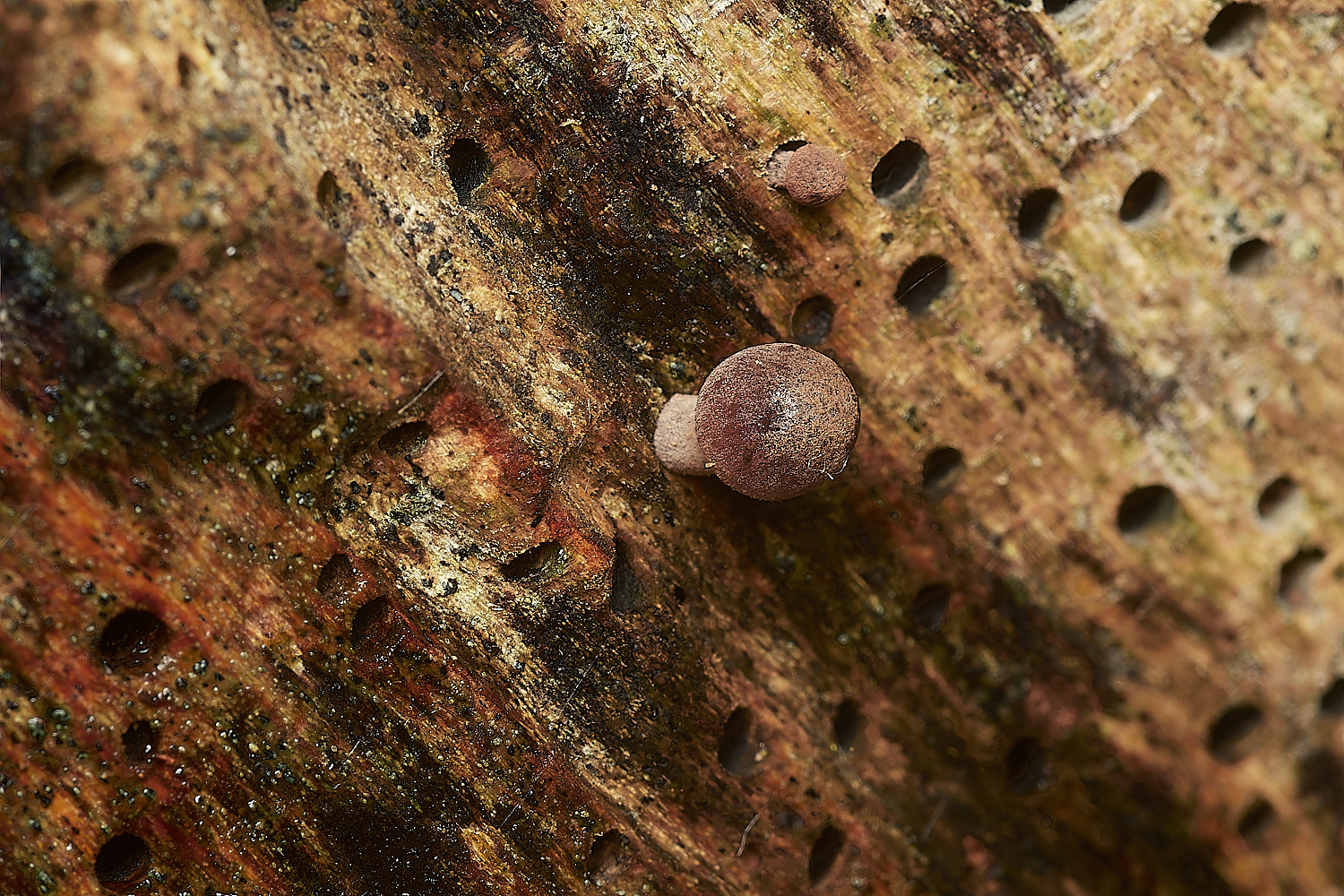 HolkhamBleedingBonnet181123-2-NEF_DxO_DeepPRIMEXD