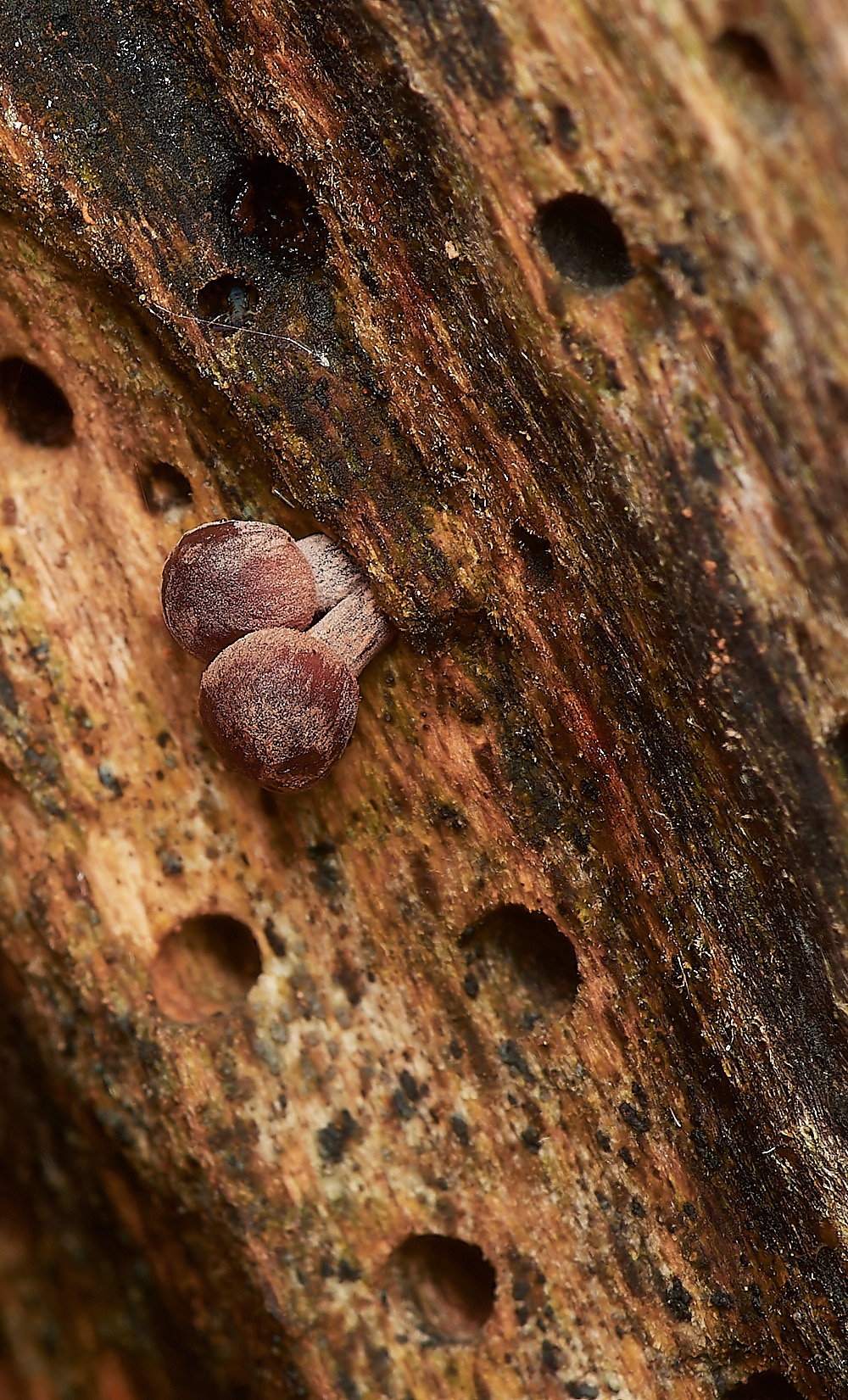 HolkhamBleedingBonnet181123-3-NEF_DxO_DeepPRIMEXD