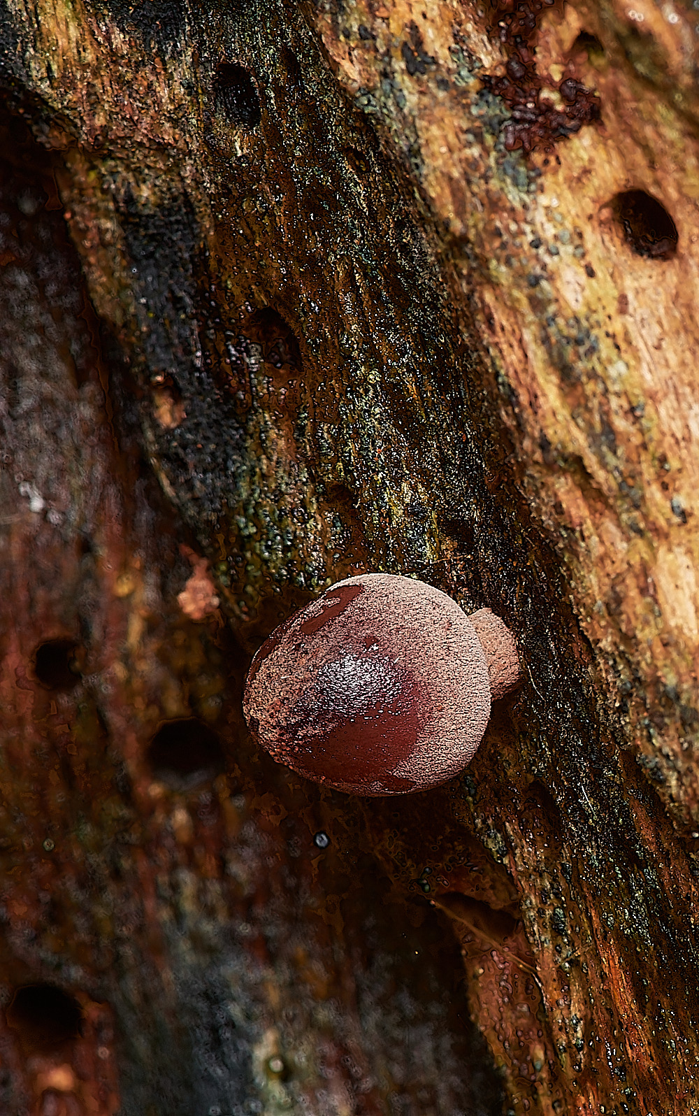 HolkhamBleedingBonnet181123-4-NEF_DxO_DeepPRIMEXD