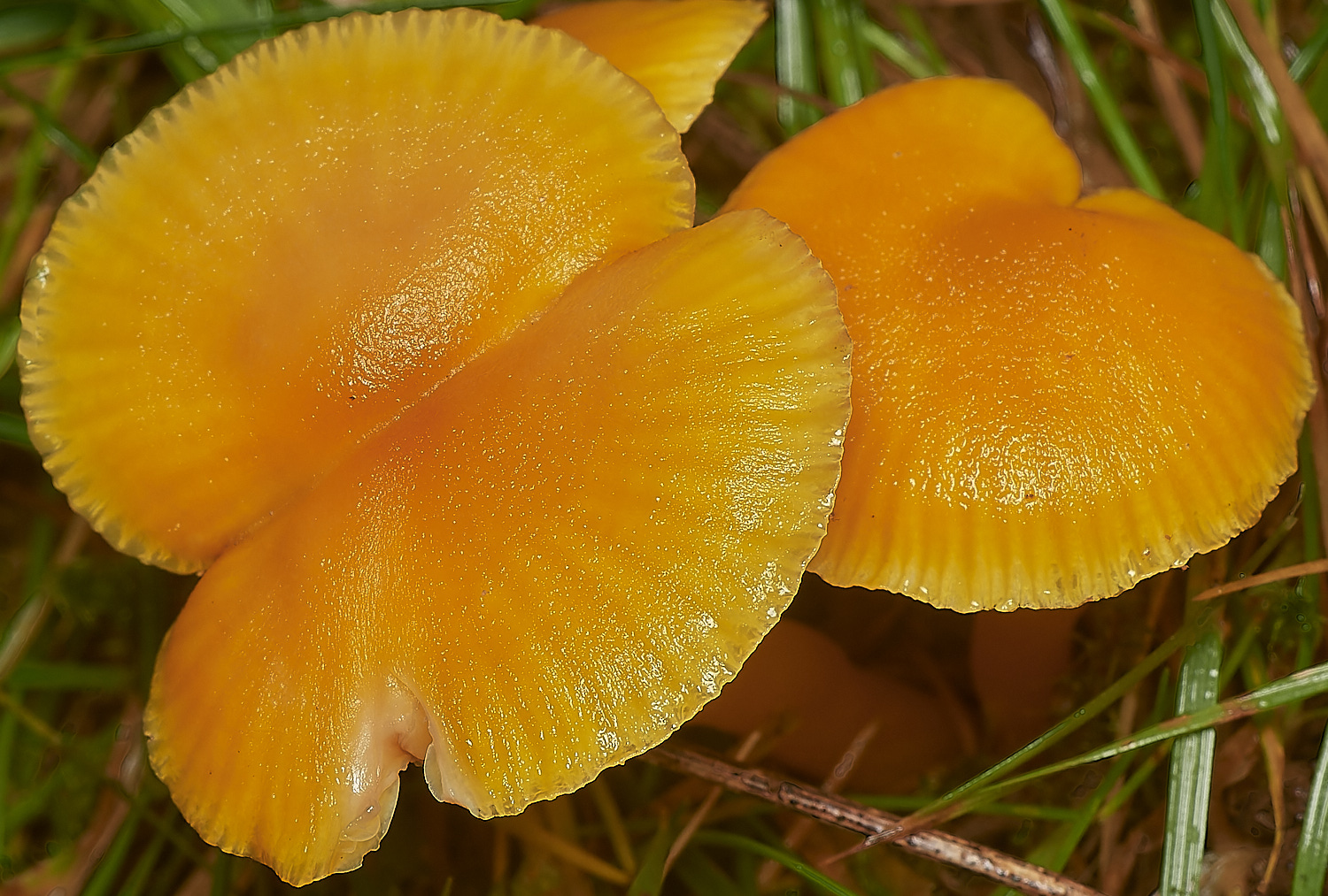 HolkhamButterWaxcap181123-1-NEF_DxO_DeepPRIMEXD