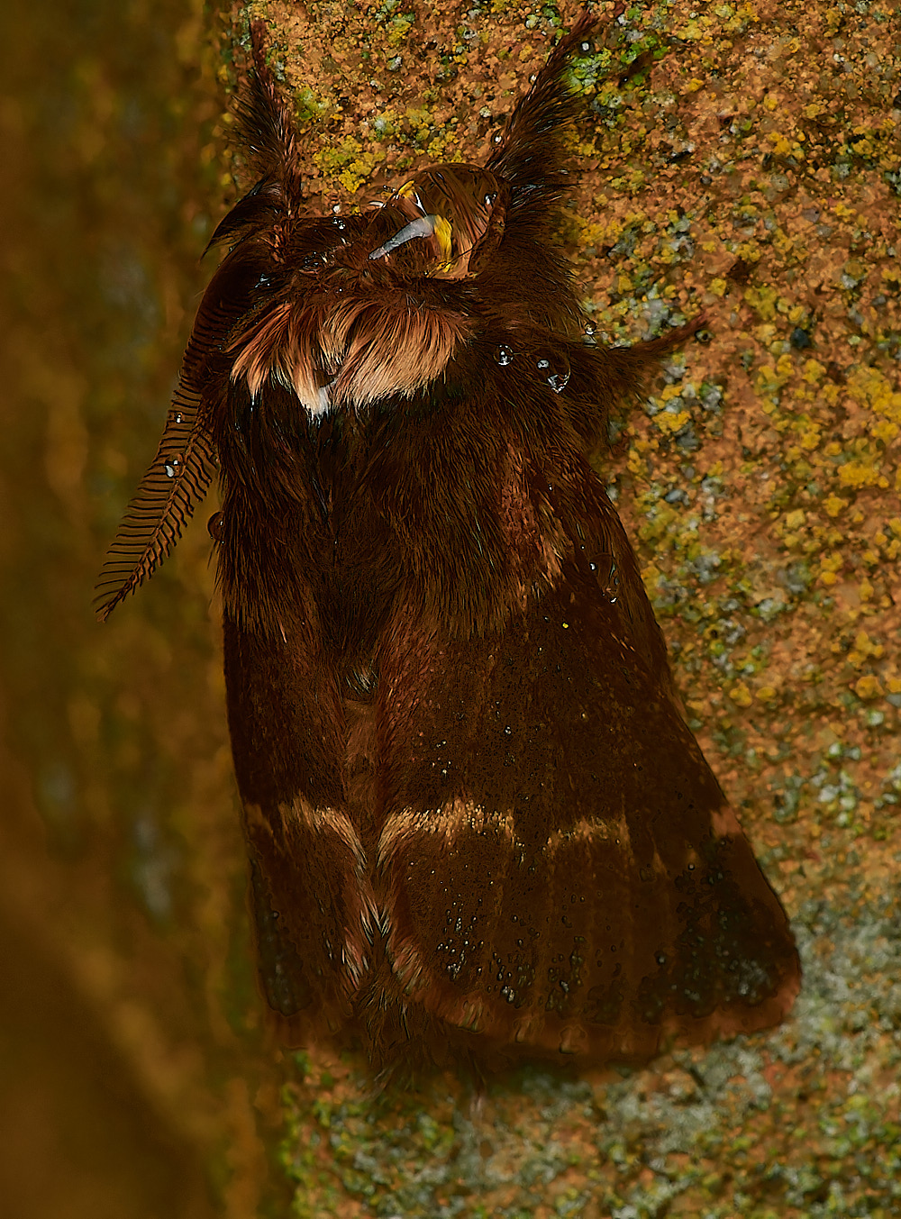 HolkhamDecemberMoth181123-1-NEF_DxO_DeepPRIMEXD