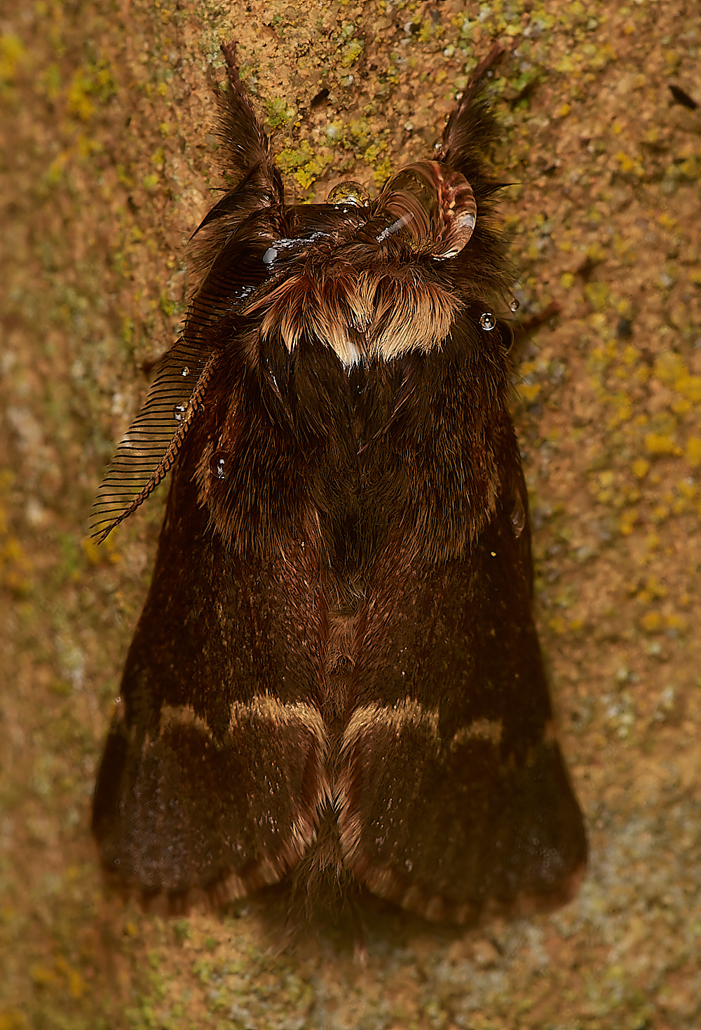 HolkhamDecemberMoth181123-2-NEF_DxO_DeepPRIMEXD 1