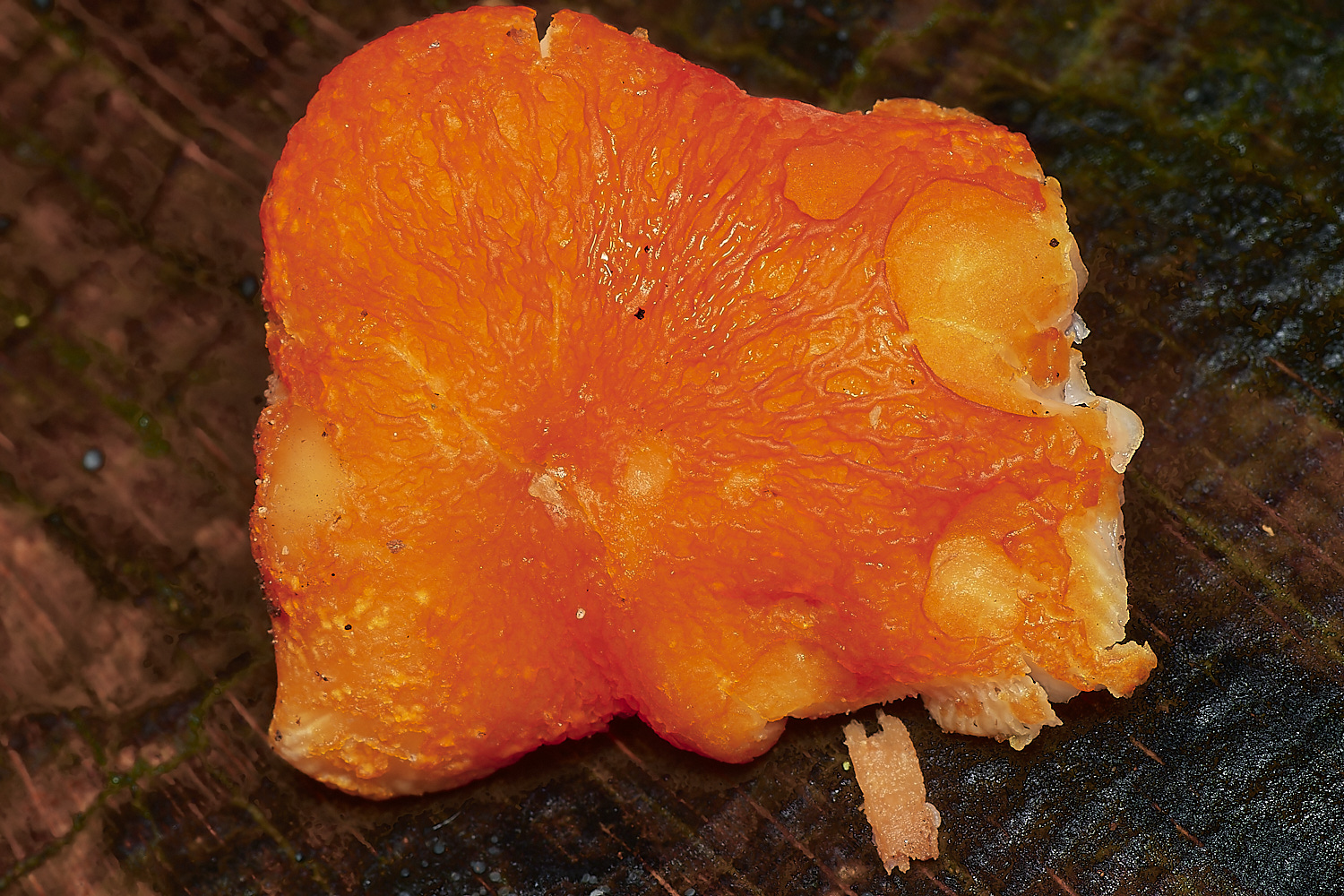 HolkhamFlame181123-1-NEF_DxO_DeepPRIMEXD