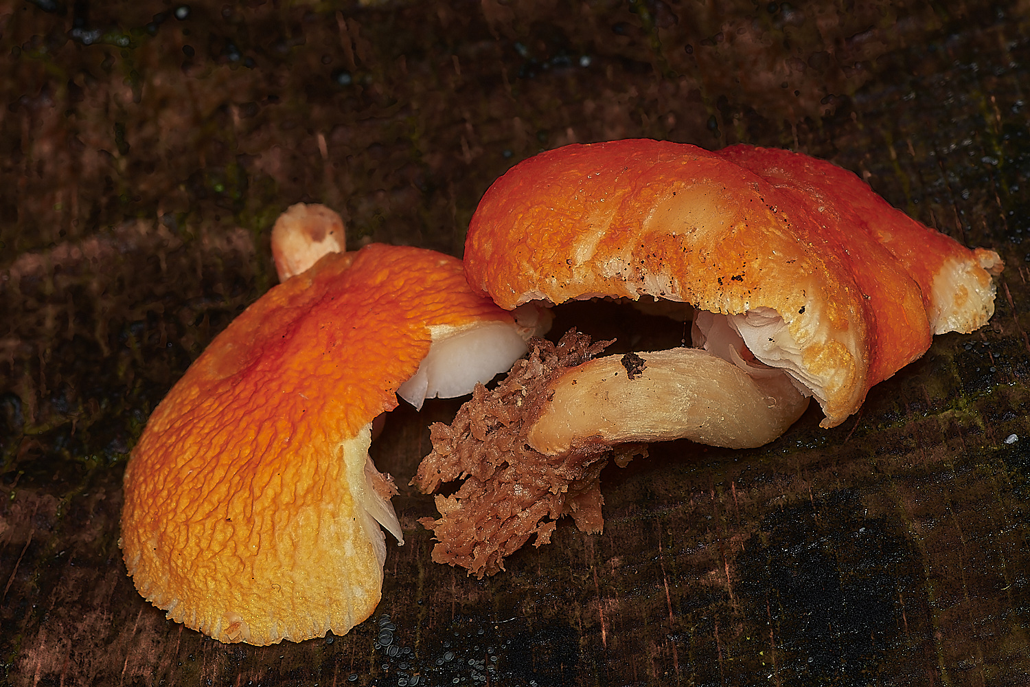 HolkhamFlame181123-2-NEF_DxO_DeepPRIMEXD