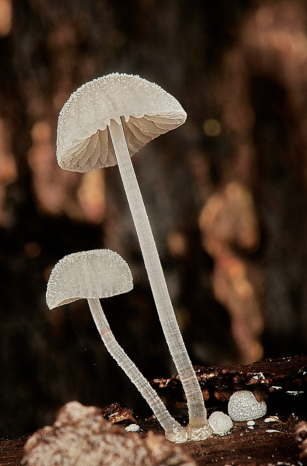 HolkhamFrostedBonnet181123-1-NEF_DxO_DeepPRIMEXD