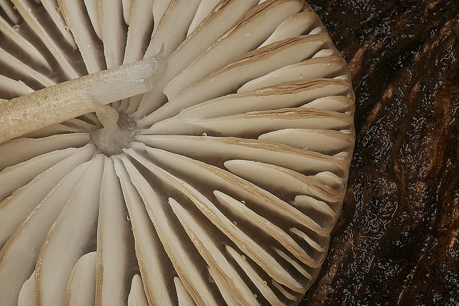 HolkhamFungus1181123-1-NEF_DxO_DeepPRIMEXD