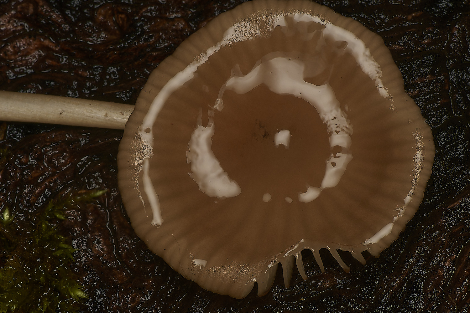 HolkhamFungus1181123-2-NEF_DxO_DeepPRIMEXD