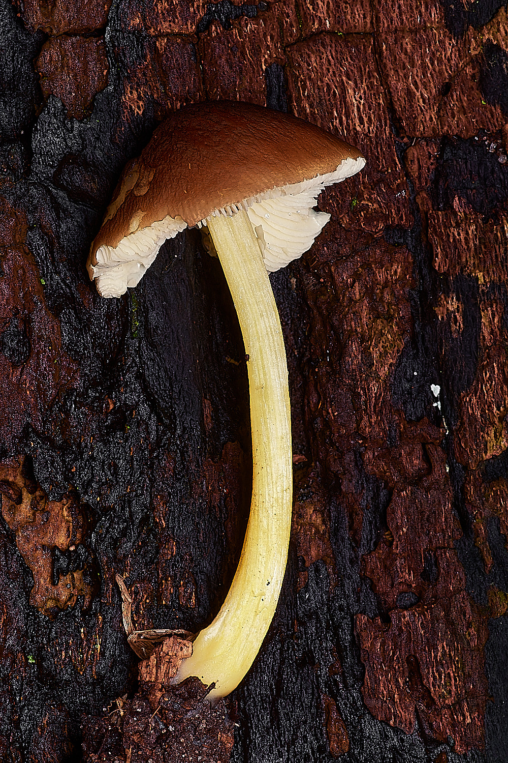 HolkhamGoldenPluteus181123-1-NEF_DxO_DeepPRIMEXD
