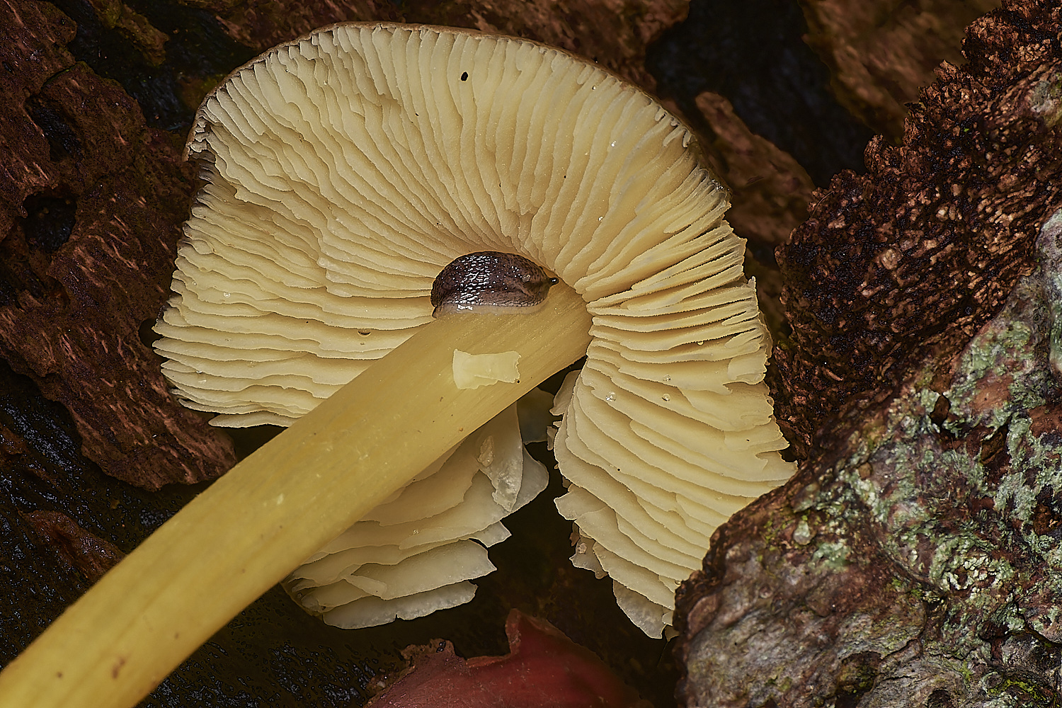 HolkhamGoldenPluteus181123-2-NEF_DxO_DeepPRIMEXD