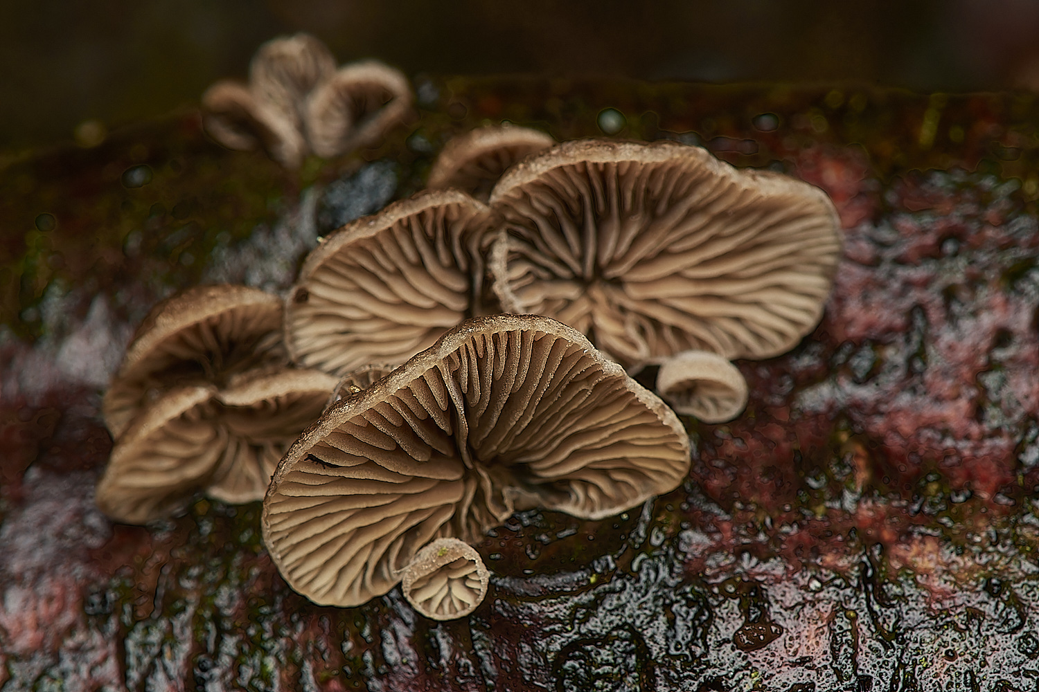 HolkhamHairyOysterling181123-1-NEF_DxO_DeepPRIMEXD