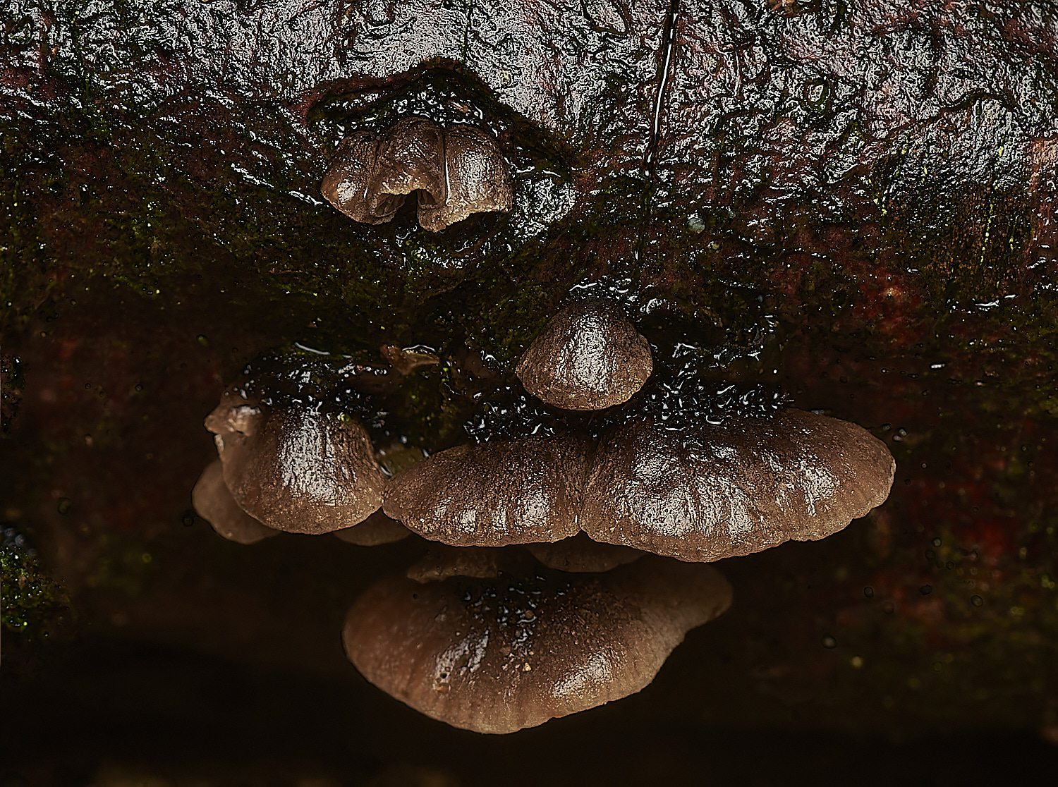 HolkhamHairyOysterling181123-3-NEF_DxO_DeepPRIMEXD