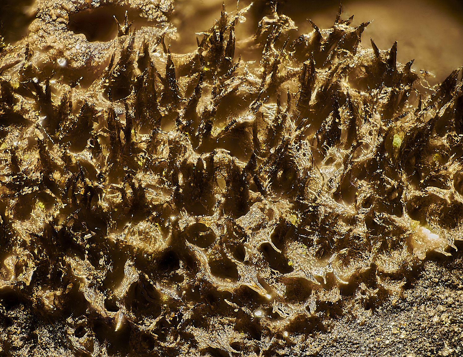 HolkhamHairyOysterling181123-6