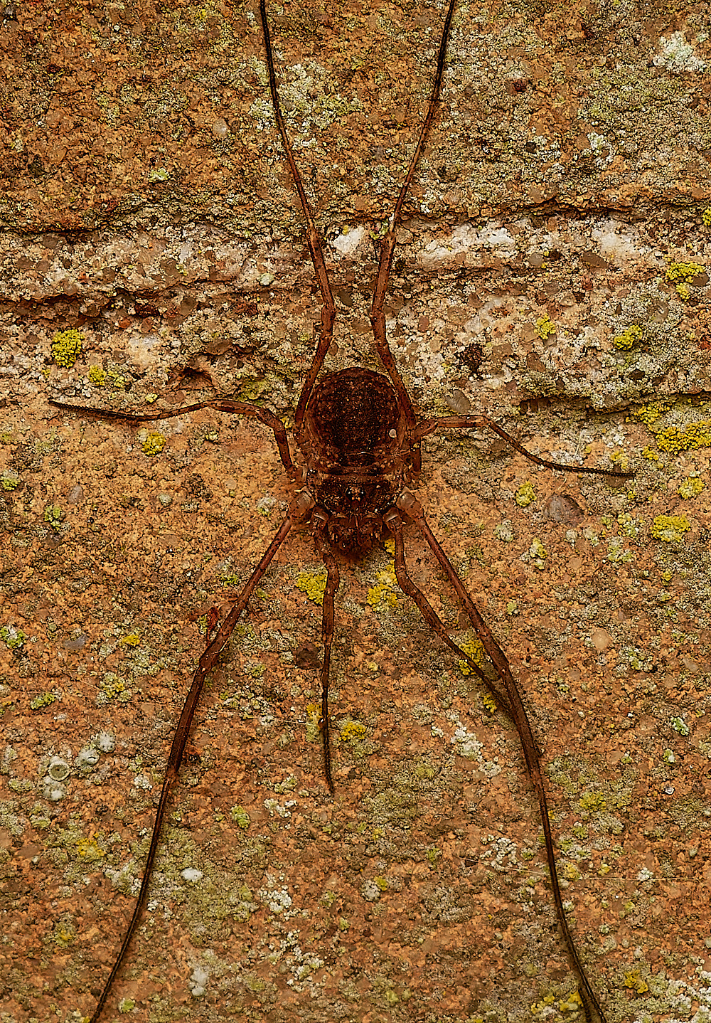 HolkhamHarvestman181123-1-NEF_DxO_DeepPRIMEXD 1