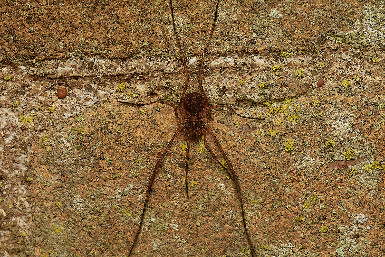 HolkhamHarvestman181123-1-NEF_DxO_DeepPRIMEXD