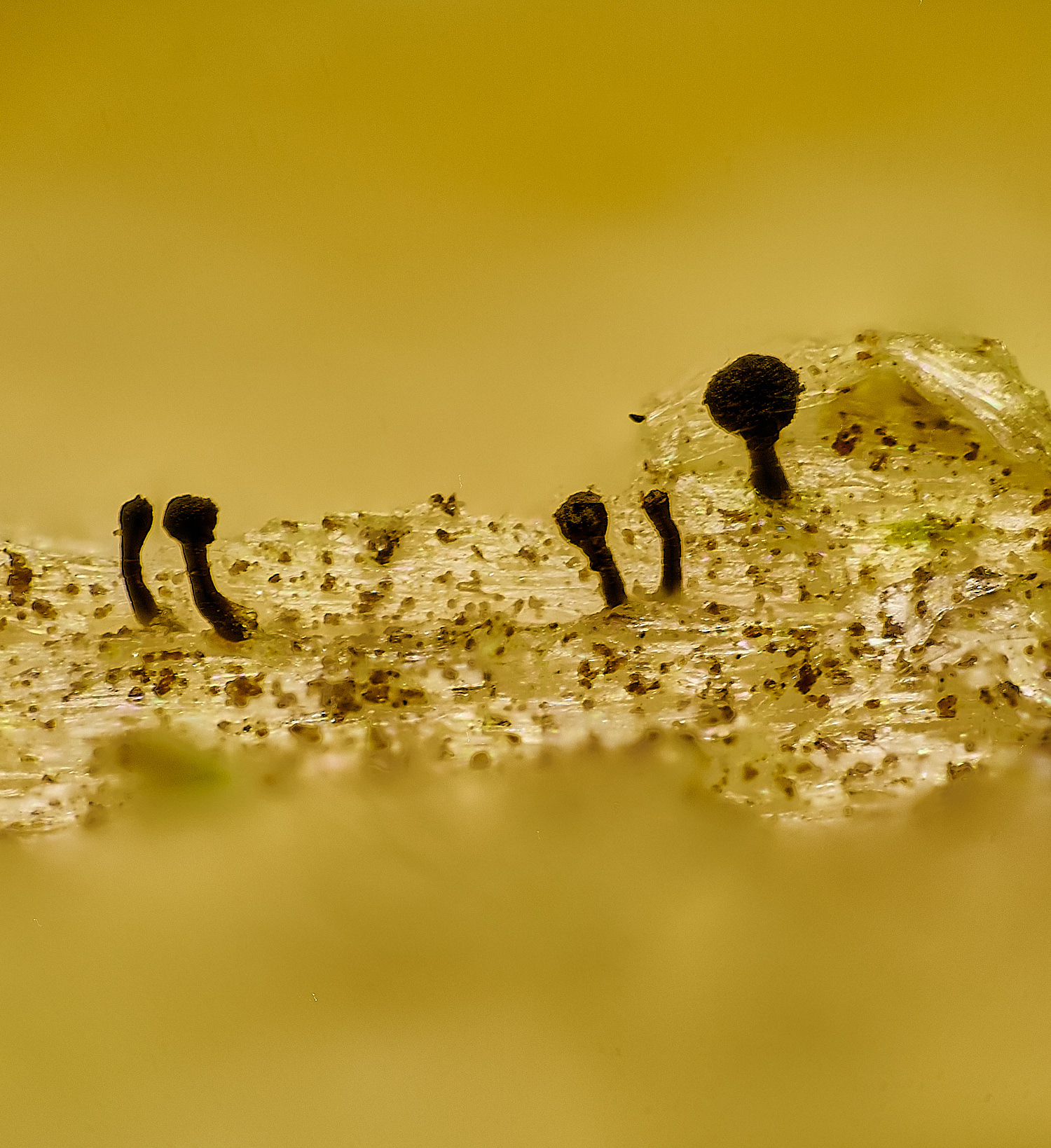 HolkhamLichenBlack181123-1