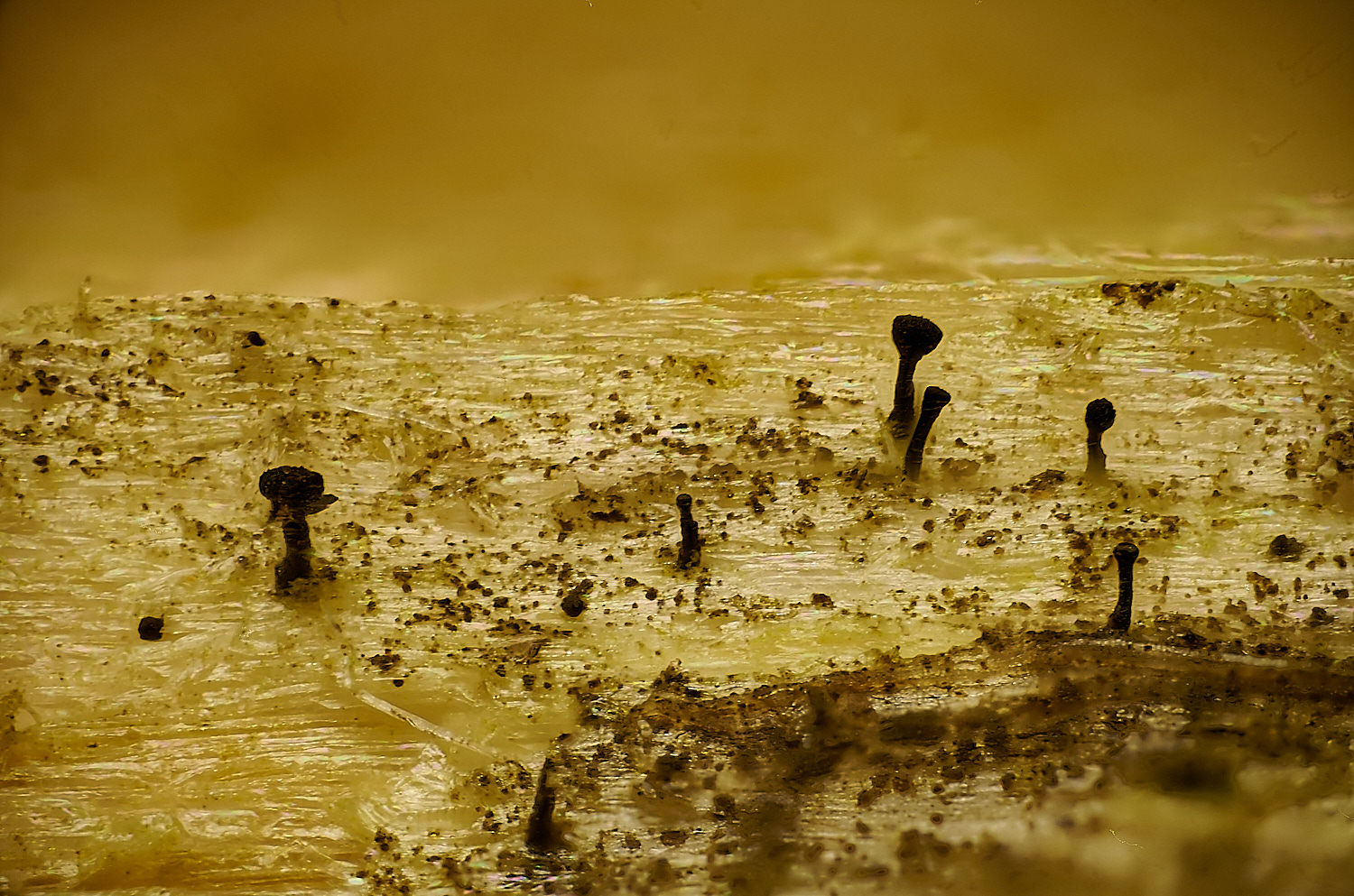 HolkhamLichenBlack181123-2