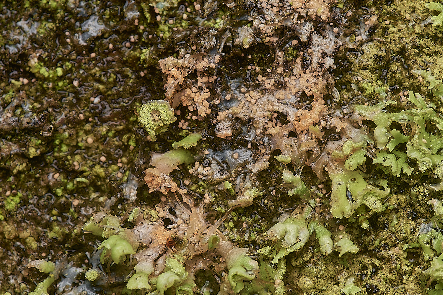 HolkhamLichenSp181123-1-NEF_DxO_DeepPRIMEXD