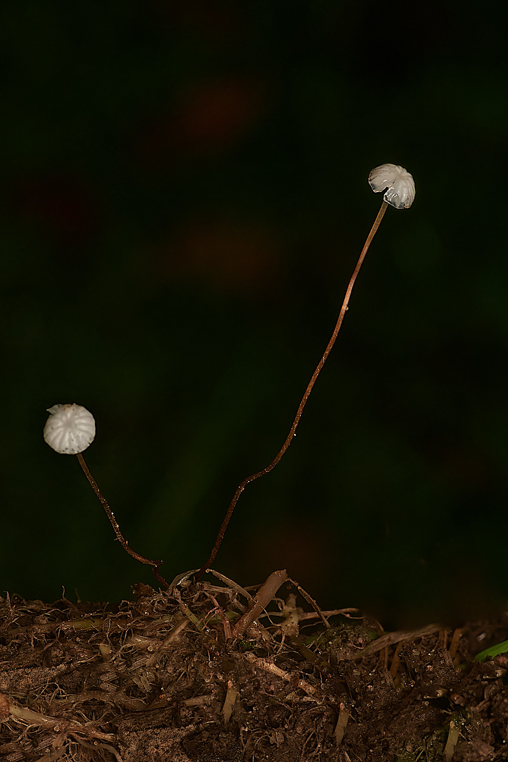 HolkhamMarismus181123-1-NEF_DxO_DeepPRIMEXD