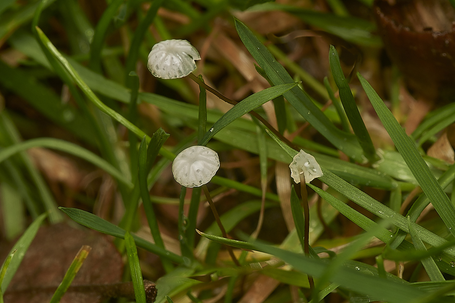 HolkhamMarismus181123-3-NEF_DxO_DeepPRIMEXD