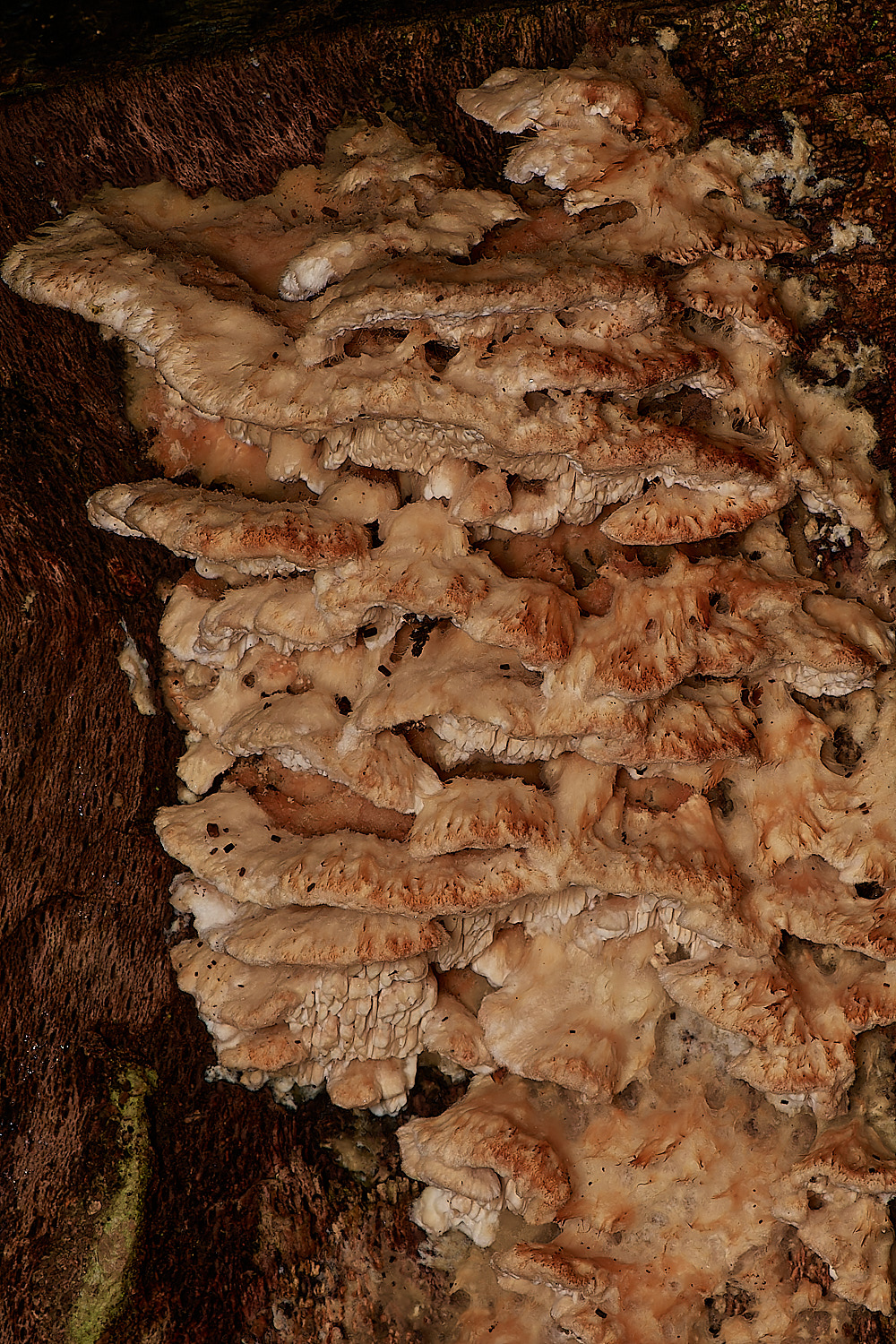 HolkhamMazegillSp181123-1-NEF_DxO_DeepPRIMEXD