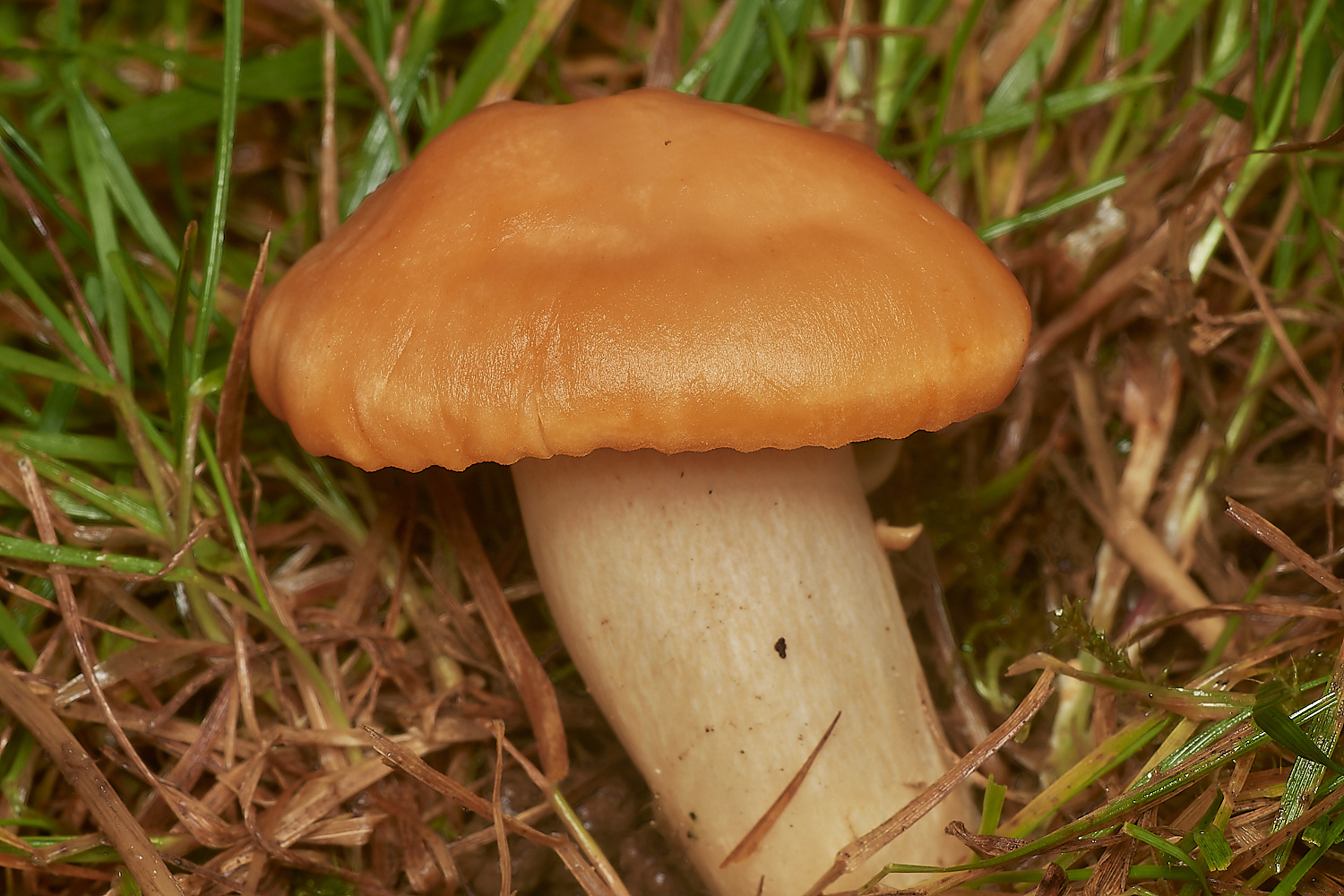 HolkhamMeadowWaxcap181123-1-NEF_DxO_DeepPRIMEXD 1