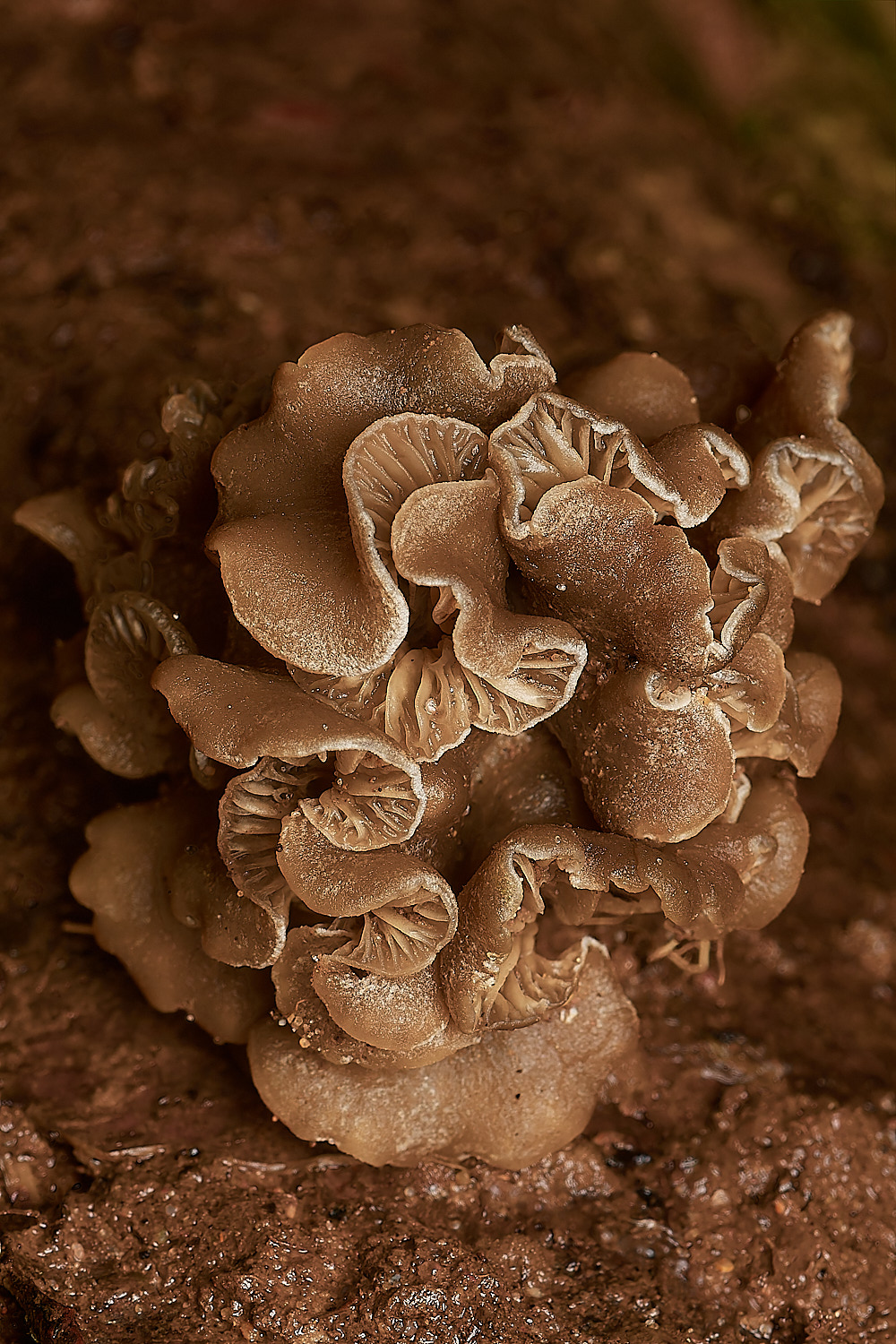 HolkhamOysterling181123-2-NEF_DxO_DeepPRIMEXD