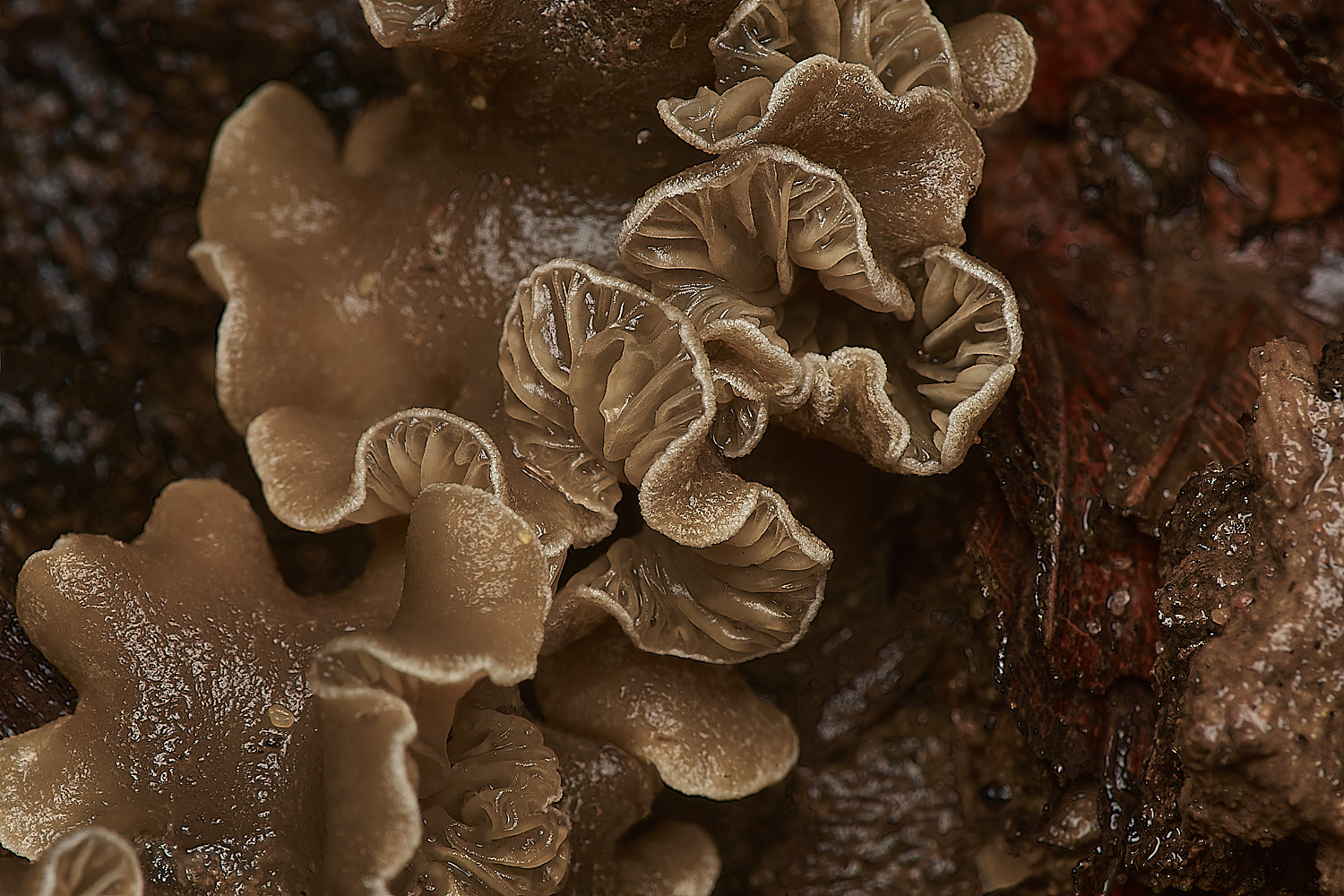 HolkhamOysterling181123-4-NEF_DxO_DeepPRIMEXD