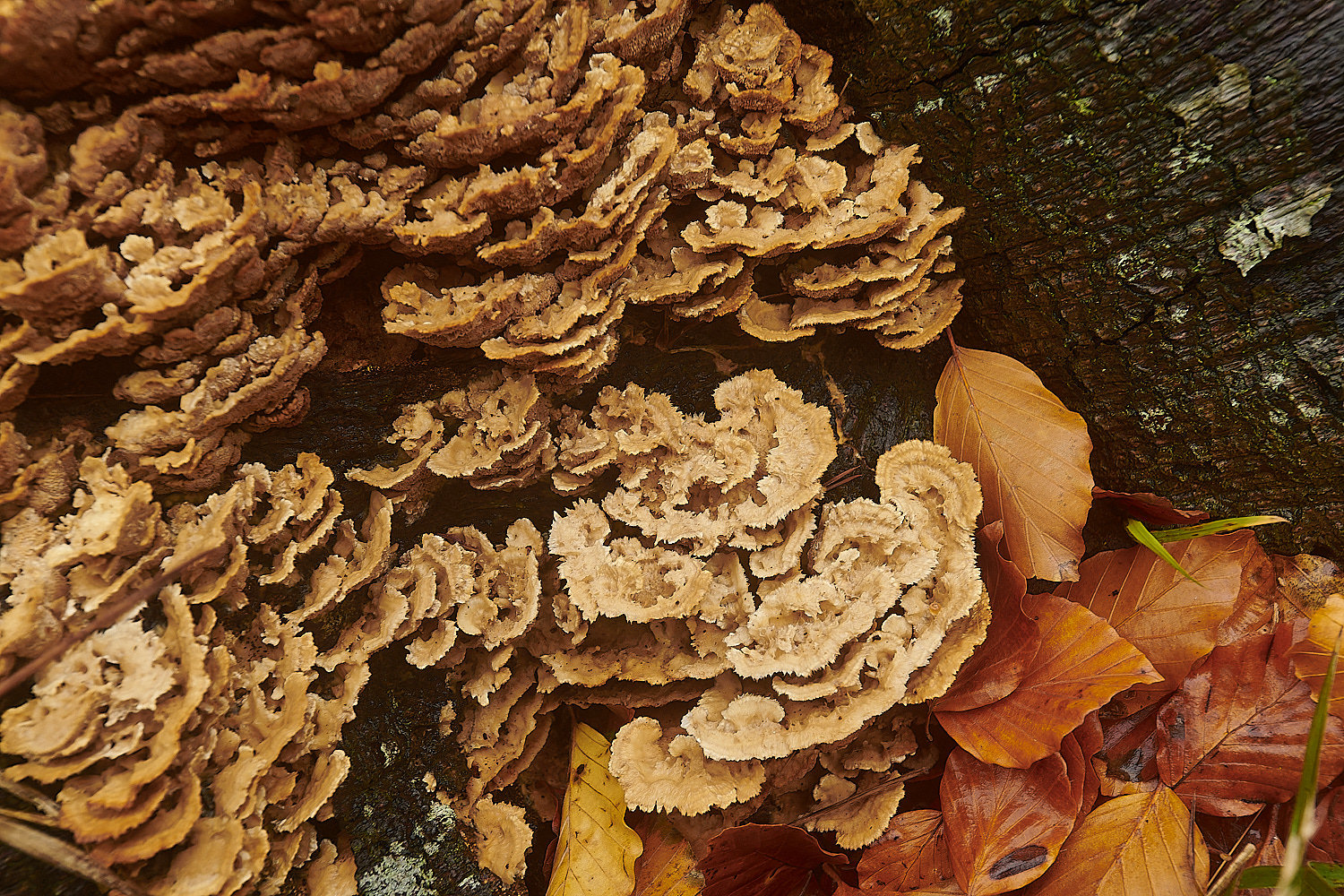 HolkhamParkMazegillSp181123-1-NEF_DxO_DeepPRIMEXD