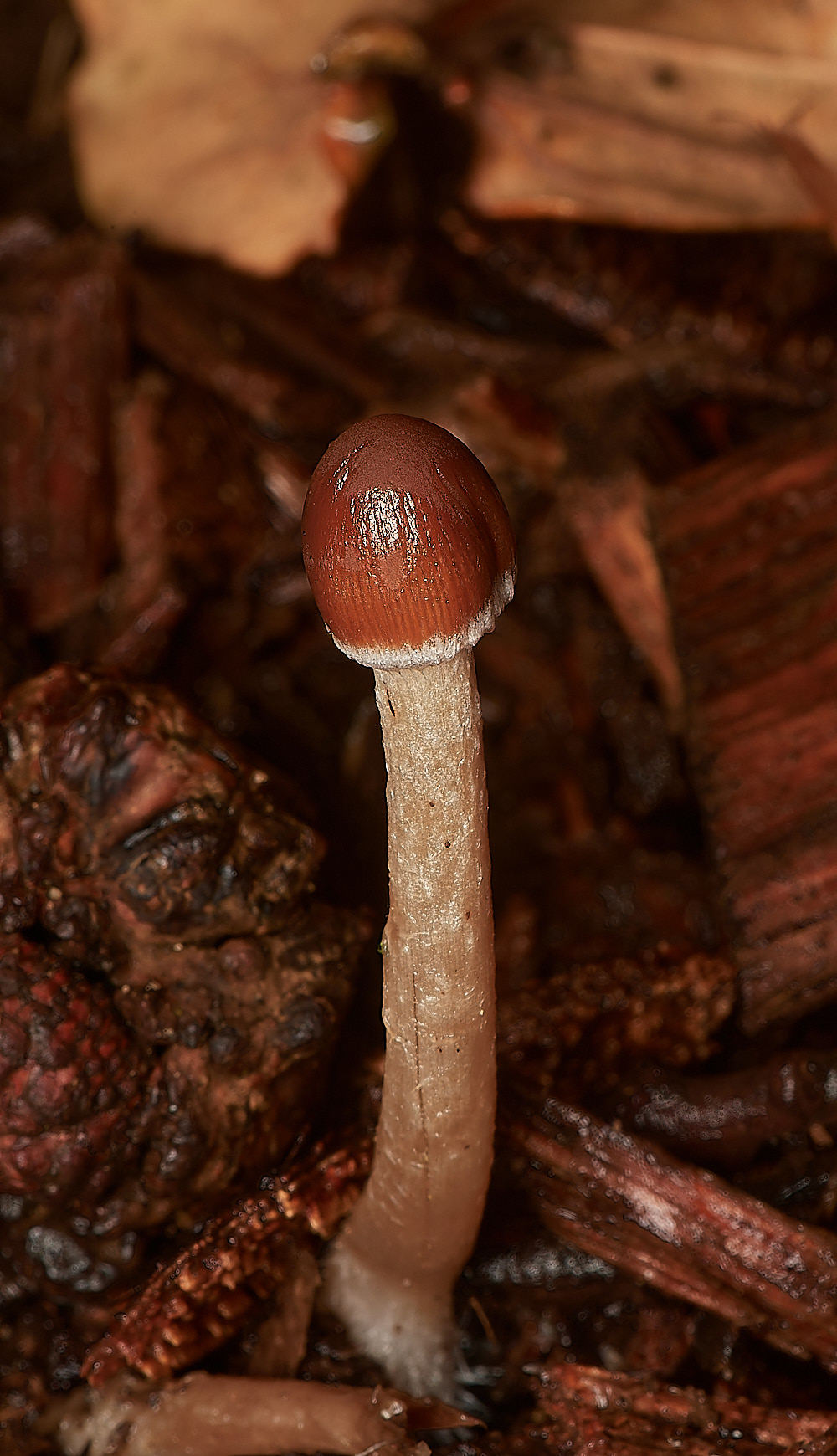 HolkhamPsathyrellaSp181123-1-NEF_DxO_DeepPRIMEXD