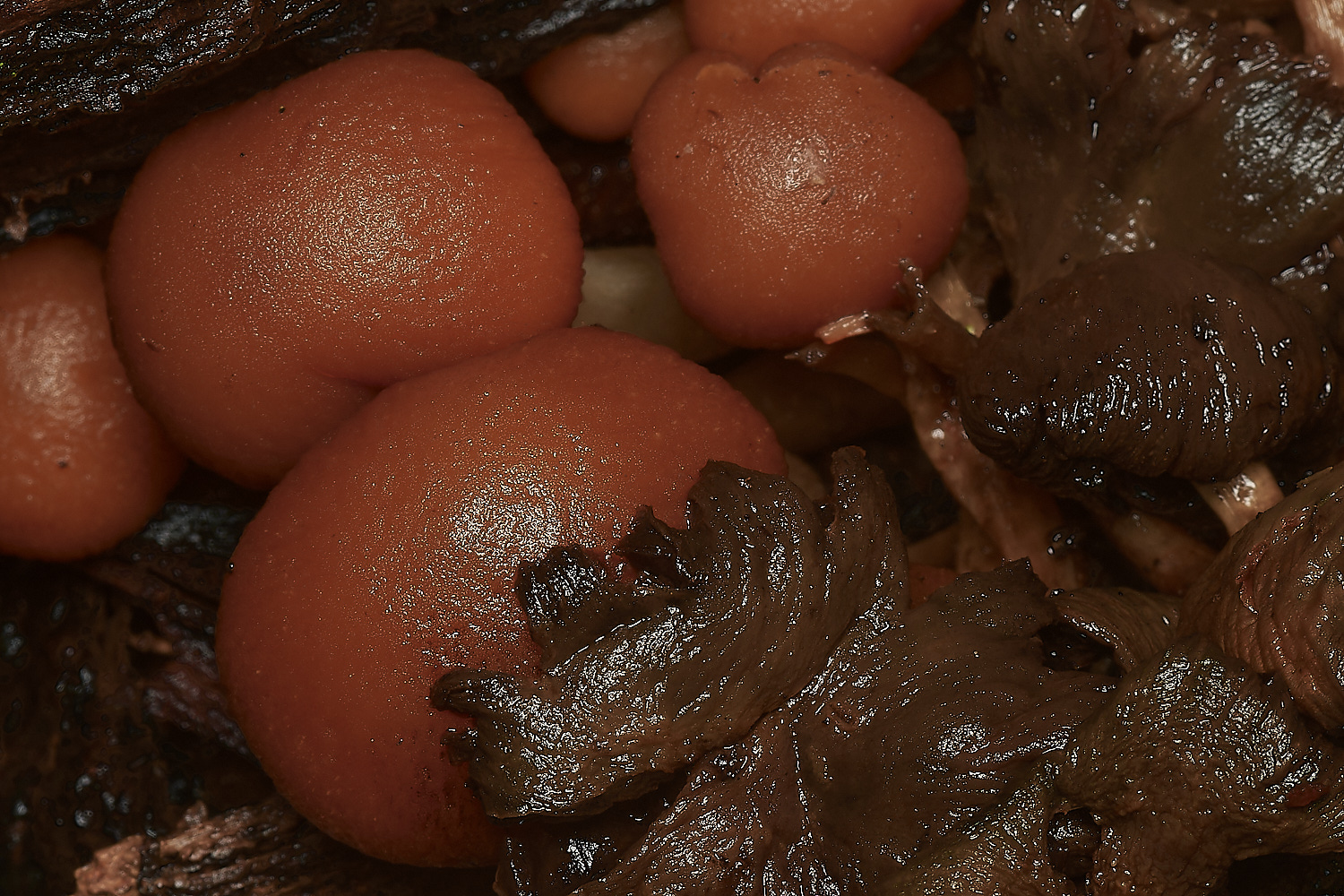 HolkhamPsathyrellaSp2181123-1-NEF_DxO_DeepPRIMEXD