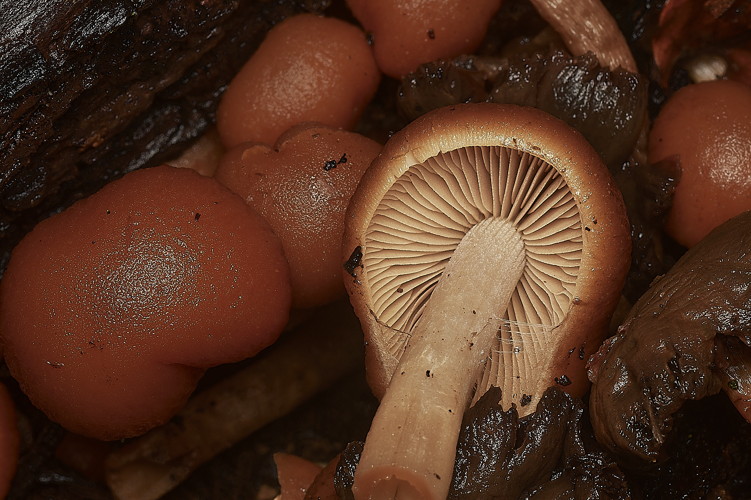 HolkhamPsathyrellaSp2181123-2-NEF_DxO_DeepPRIMEXD