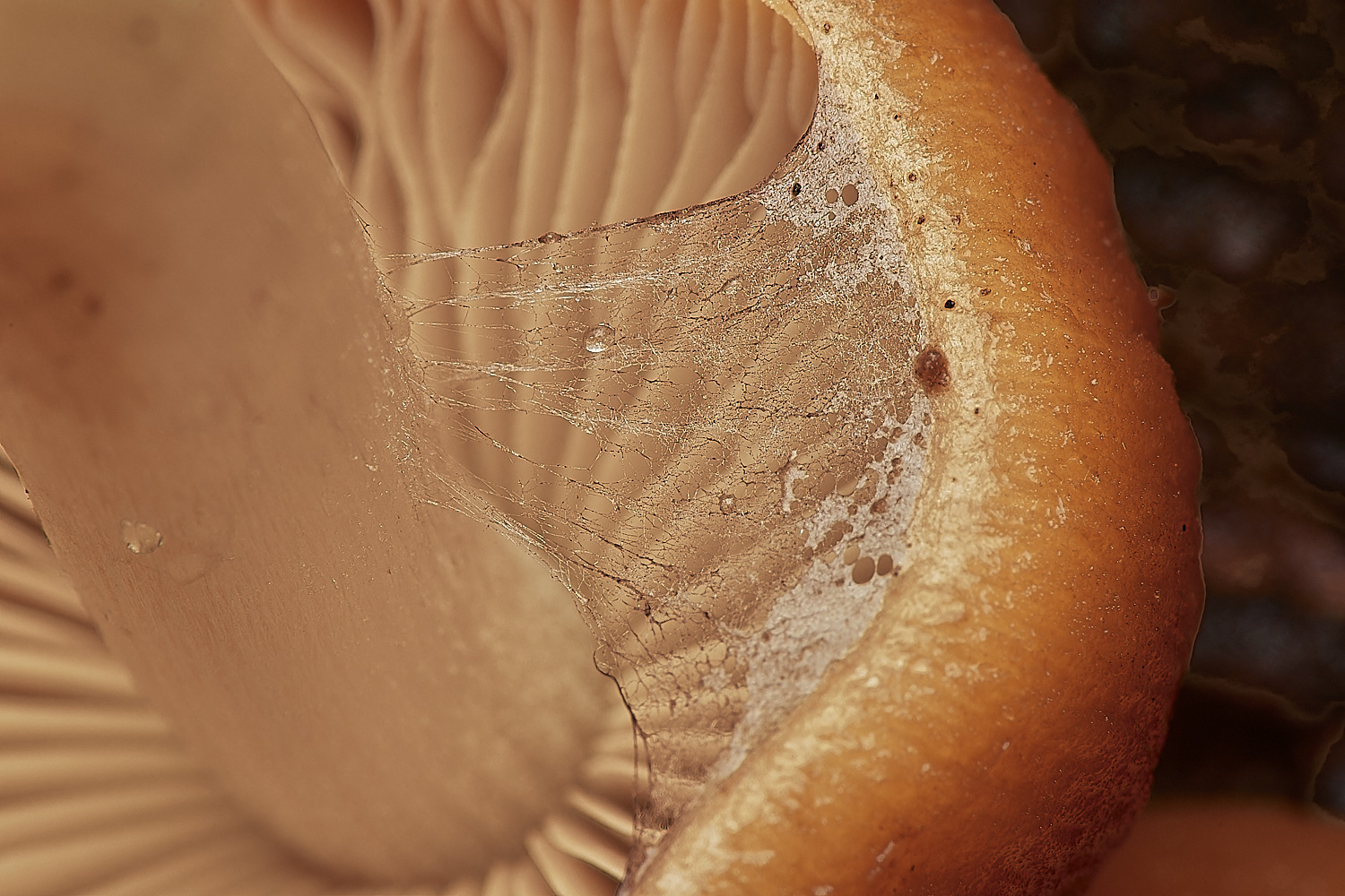 HolkhamPsathyrellaSp2181123-4-NEF_DxO_DeepPRIMEXD