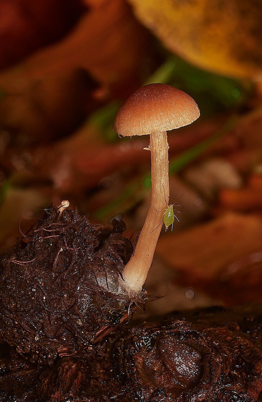 HolkhamScurfyTwiglet & Friend181123-1-NEF_DxO_DeepPRIMEXD