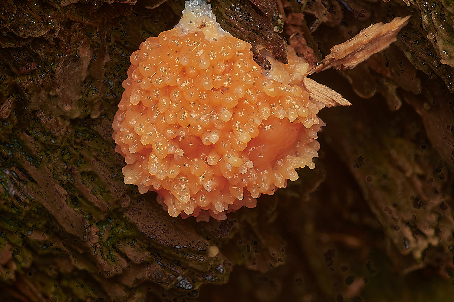 HolkhamSlimeMold181123-1-NEF_DxO_DeepPRIMEXD